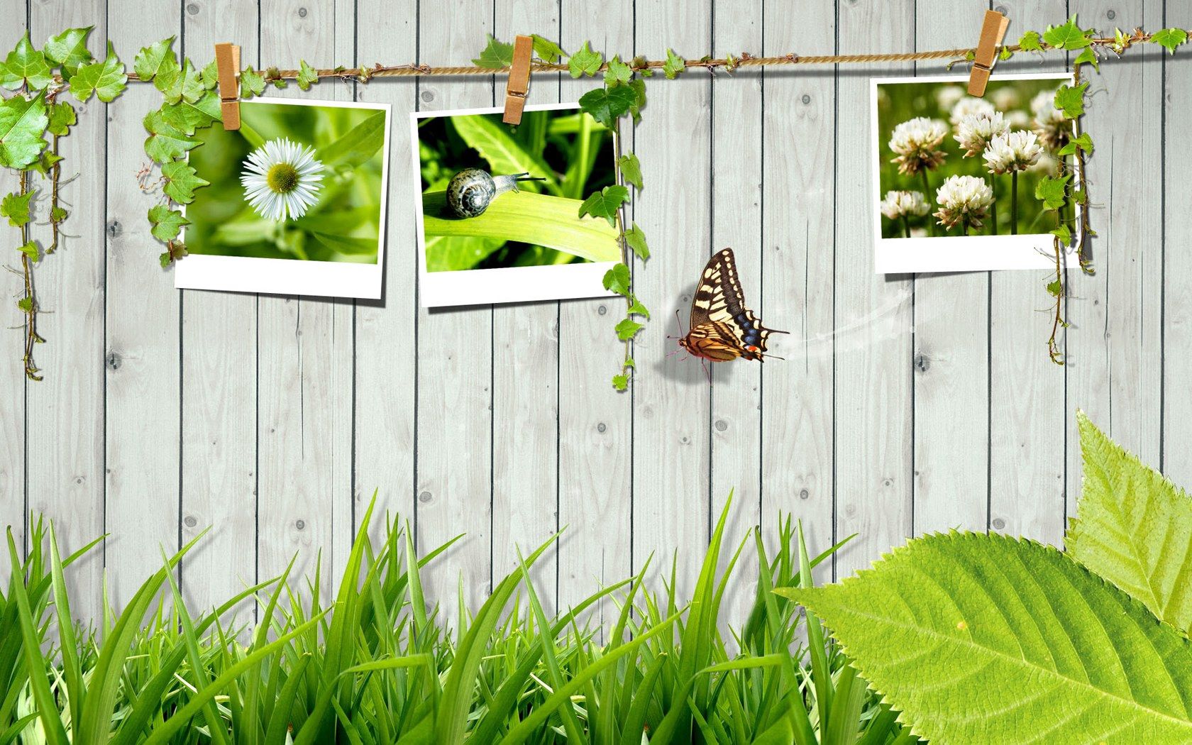 Download mobile wallpaper Photocards, Photo Cards, Fence, Grass, Miscellaneous, Miscellanea, Leaves, Butterfly for free.
