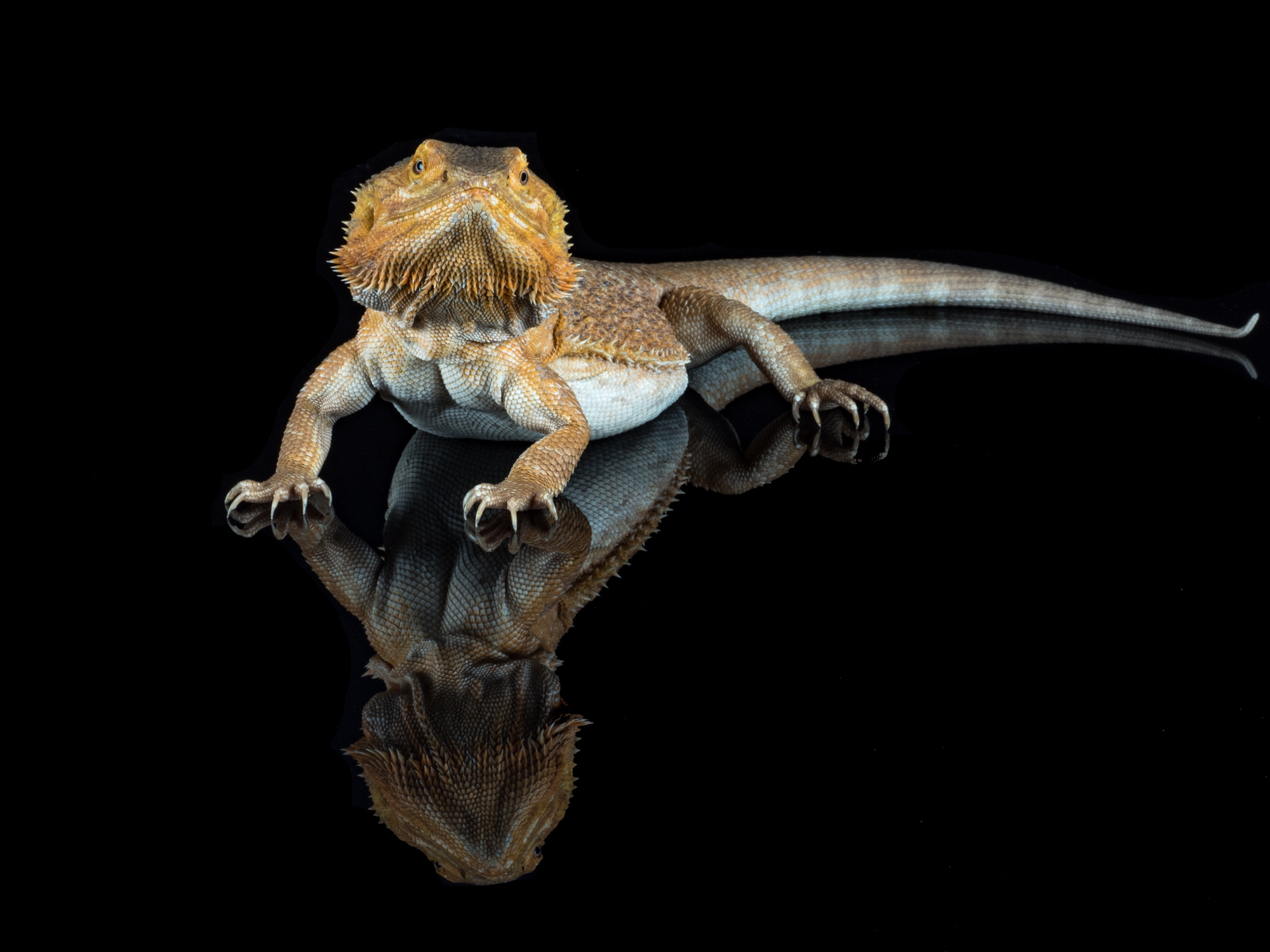 449049 descargar fondo de pantalla animales, dragon barbudo, lagarto, reptiles: protectores de pantalla e imágenes gratis