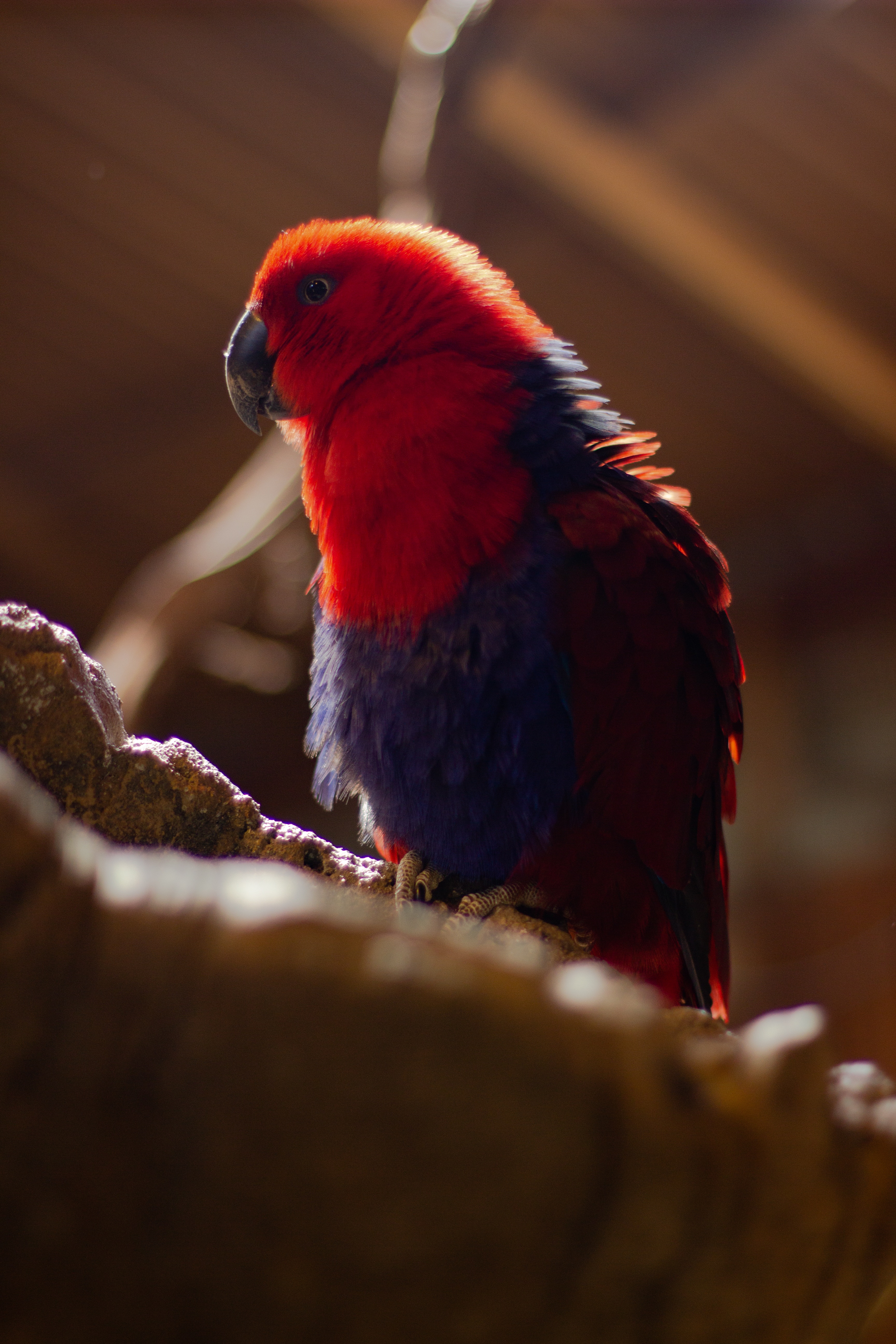 parrots, blur, animals, red, bird, smooth, plumage download HD wallpaper
