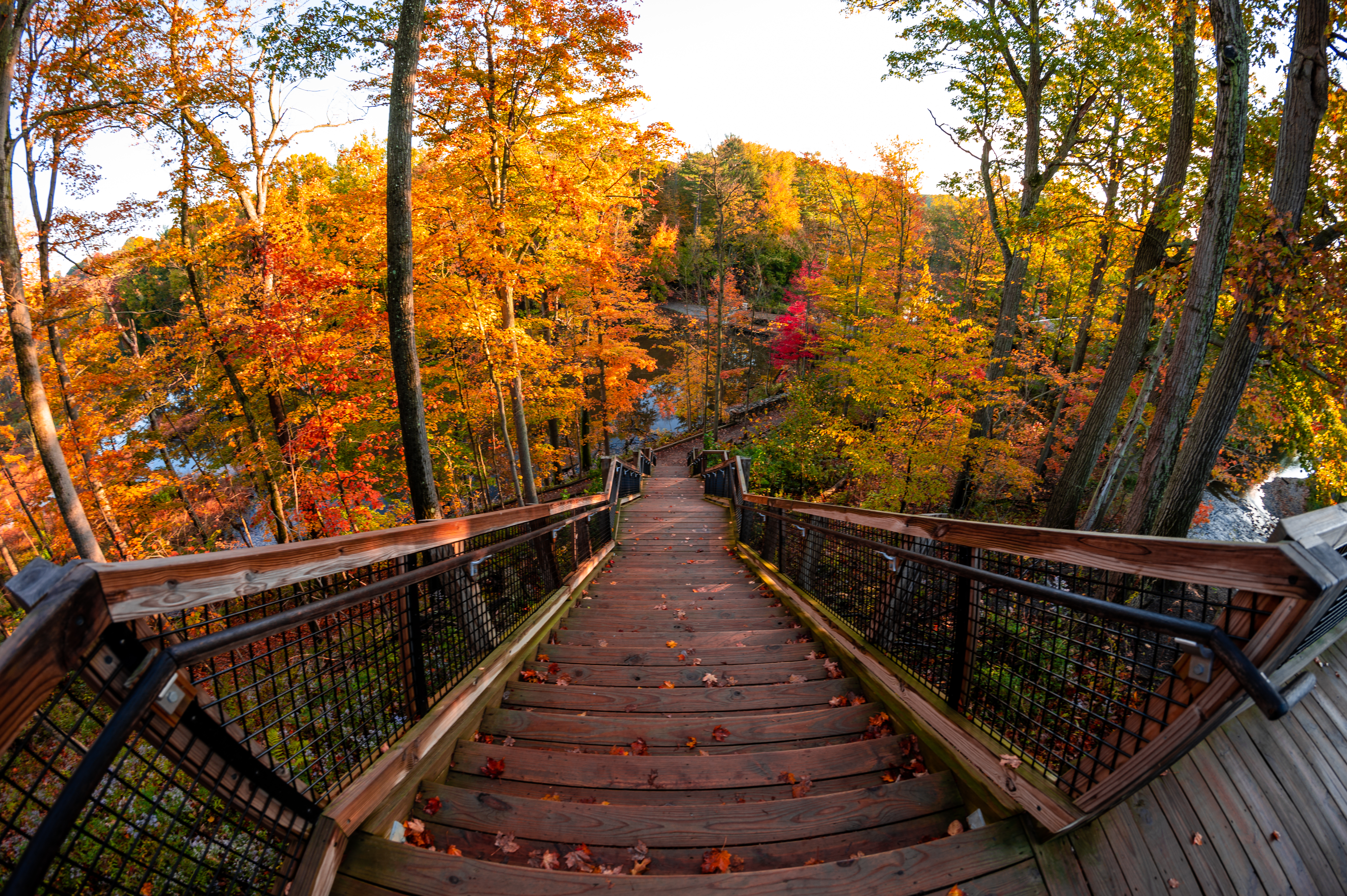 Laden Sie das Bäume, Wald, Leiter, Schritte, Natur, Treppe, Herbst-Bild kostenlos auf Ihren PC-Desktop herunter