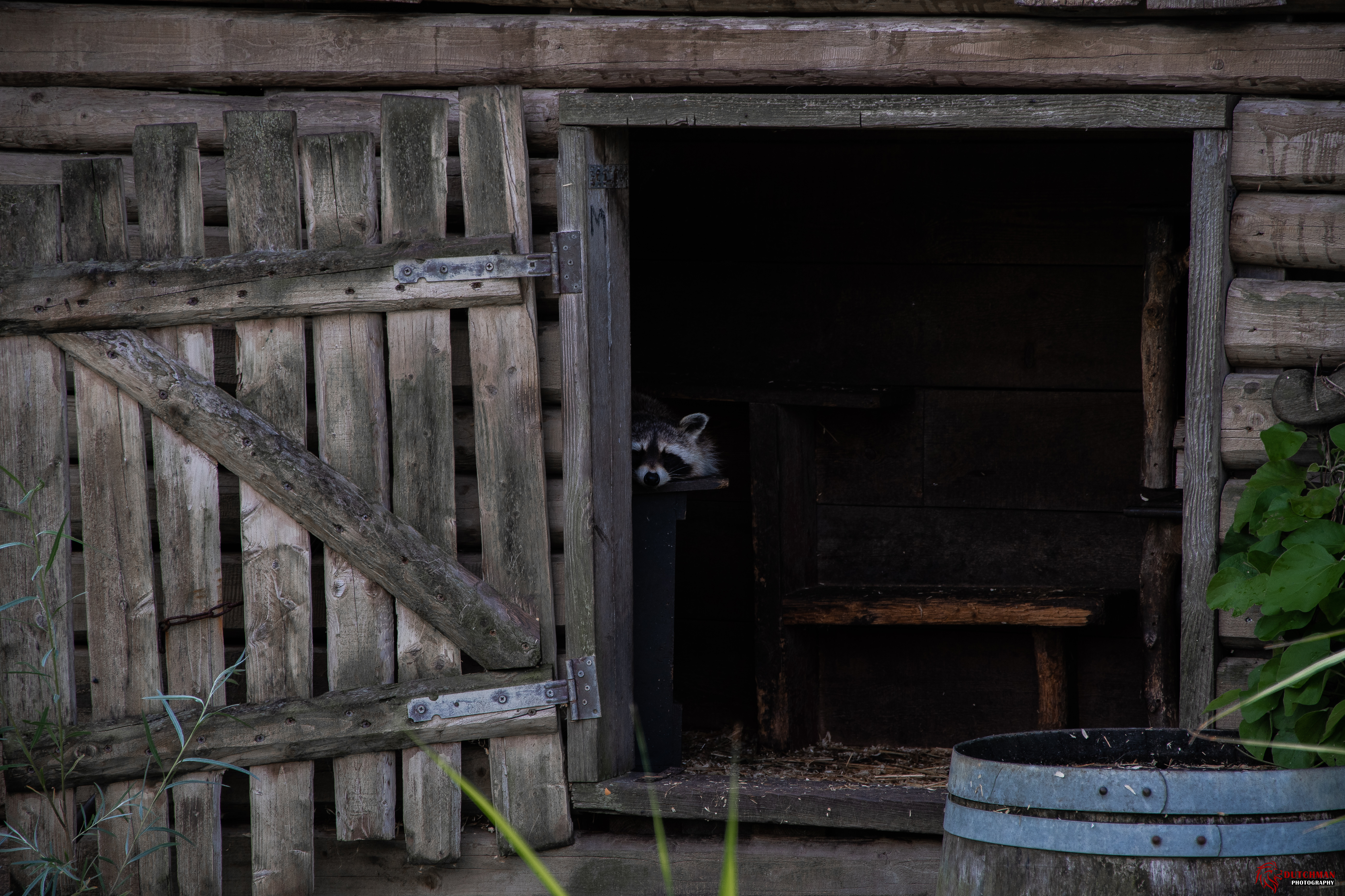 raccoon, animal, shed