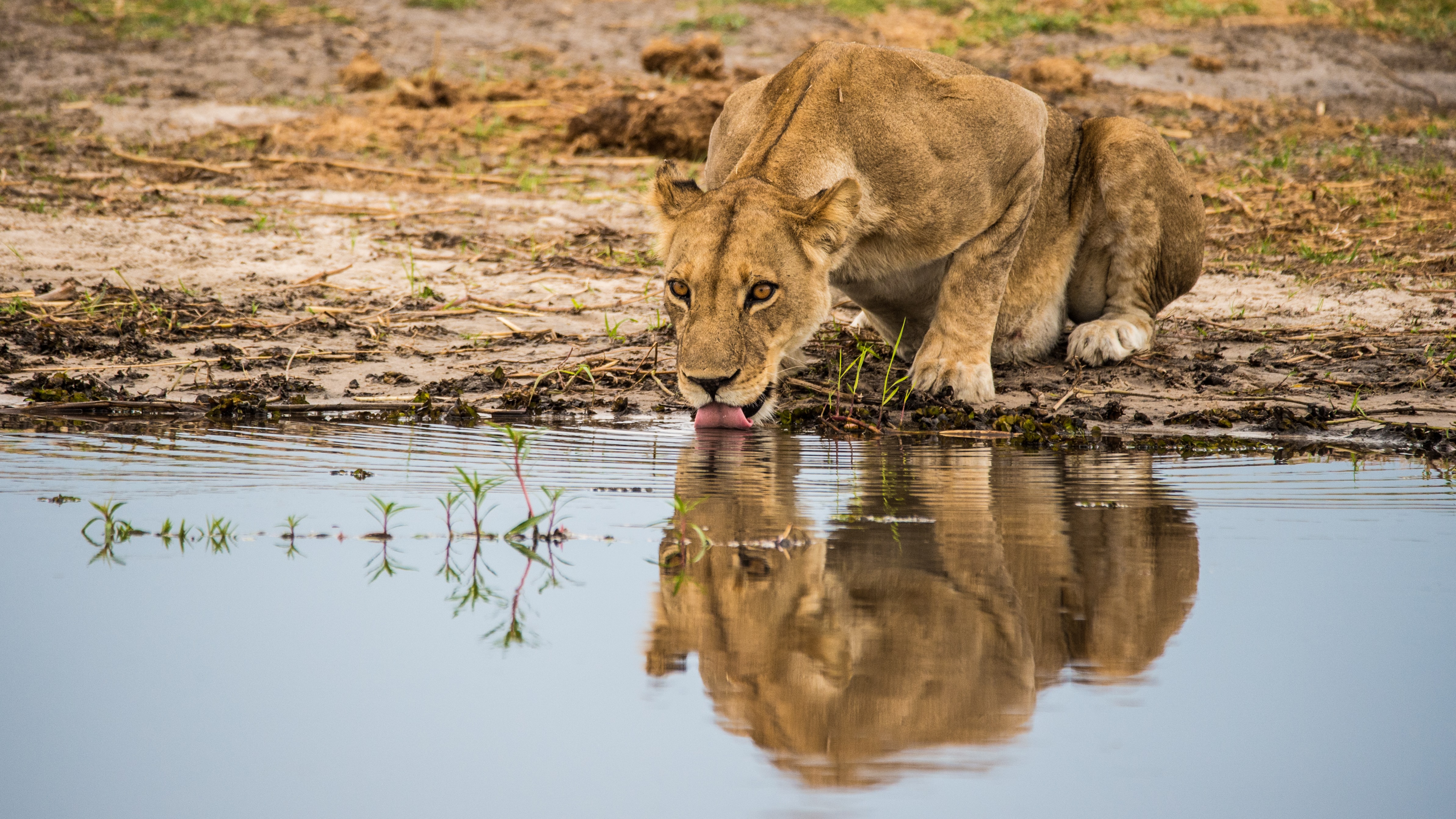 Download mobile wallpaper Protruding Tongue, Tongue Stuck Out, Predator, Animals, Big Cat, Water, Lioness for free.