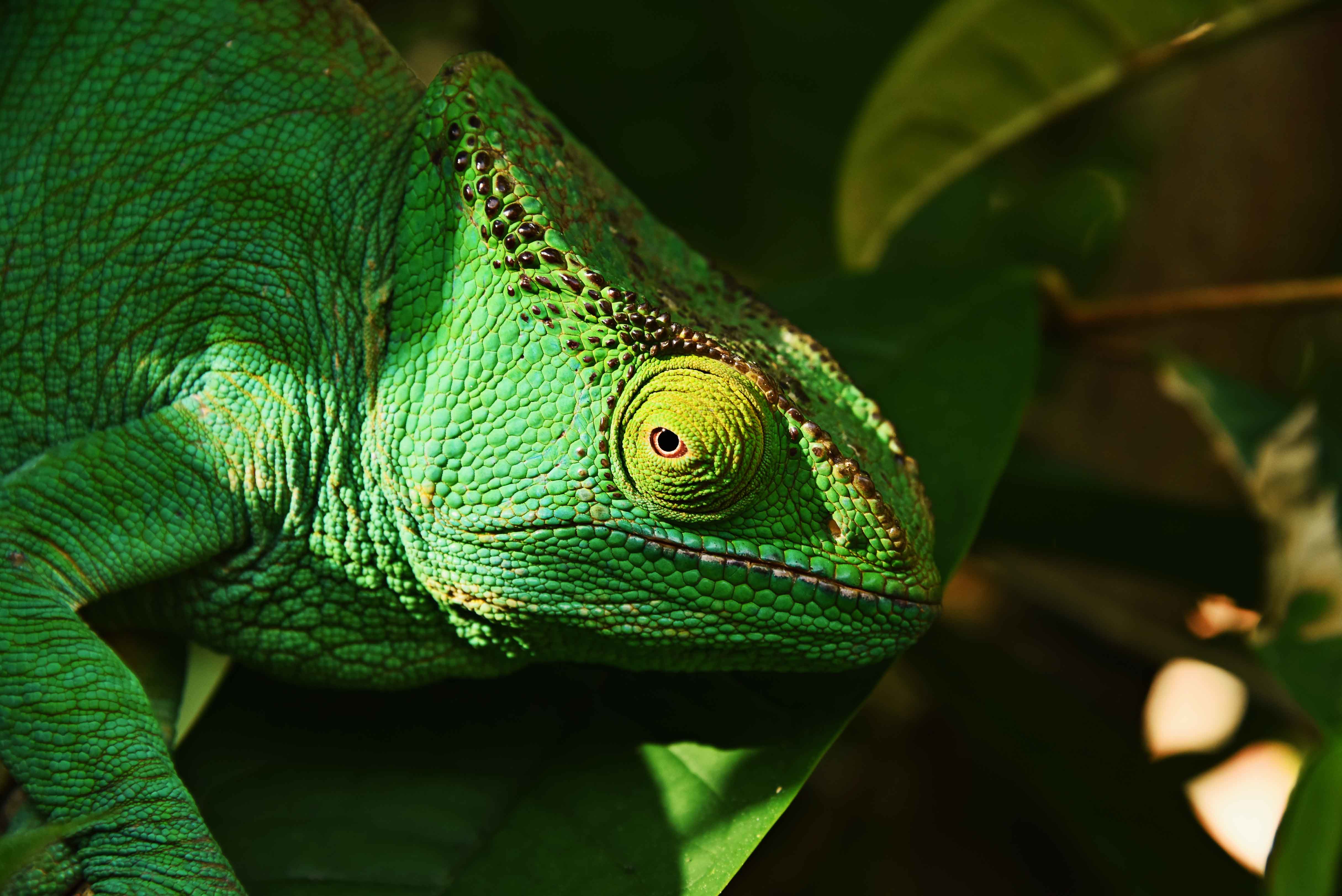 Download mobile wallpaper Animals, Reptile, Lizard, Iguana, Eye for free.