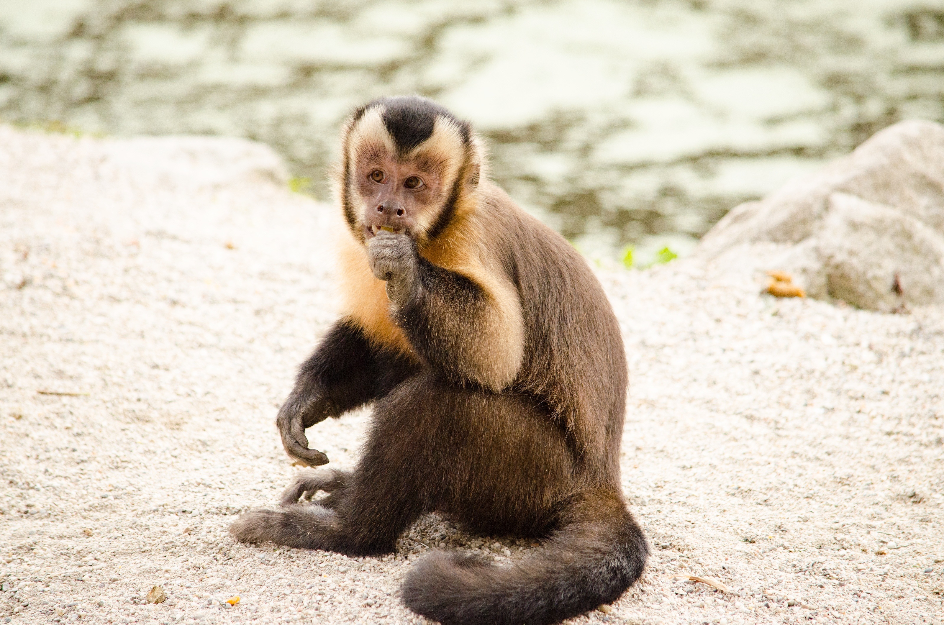 Laden Sie das Ein Affe, Nett, Schatz, Klein, Kapuziner, Affe, Tiere-Bild kostenlos auf Ihren PC-Desktop herunter