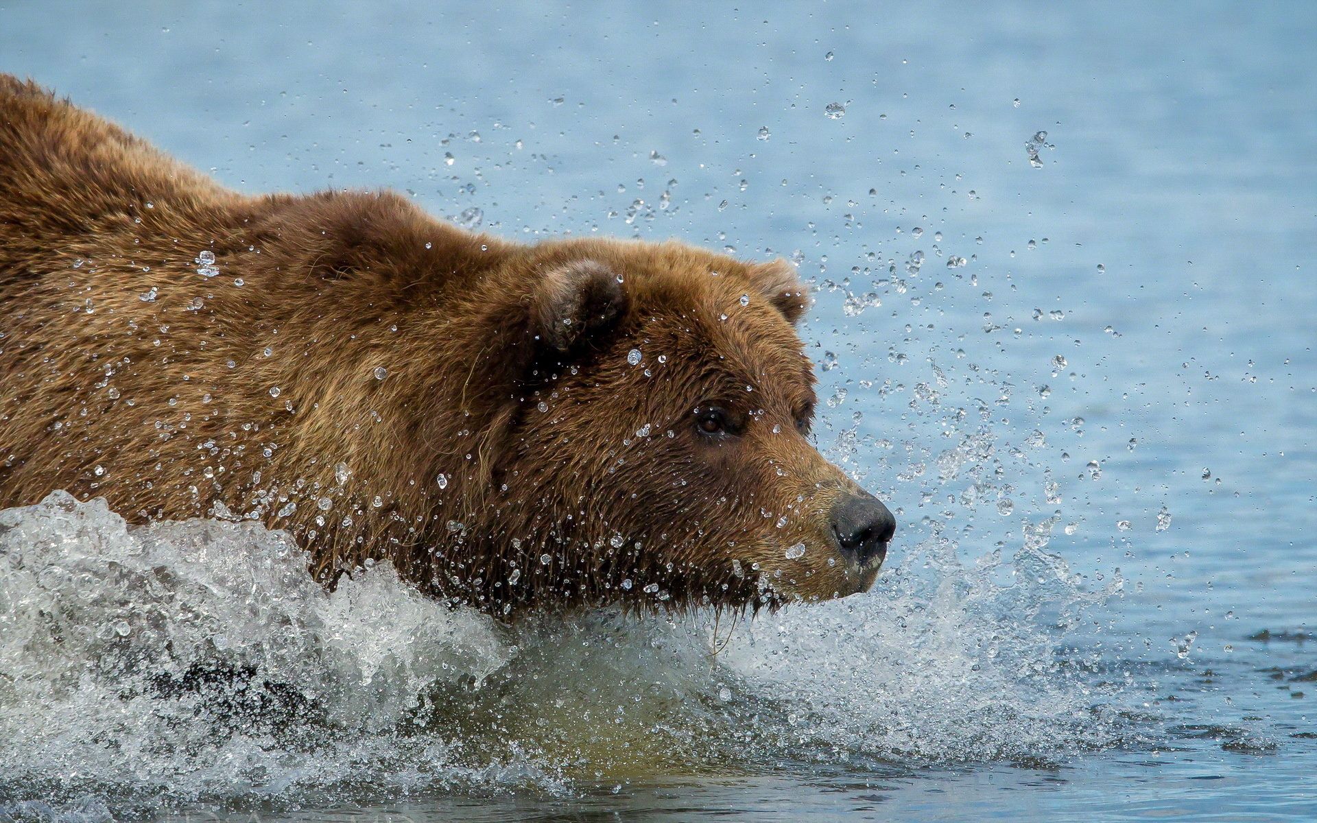 Handy-Wallpaper Braunbär, Grizzlybär, Tiere, Wasser, Grizzly, Schwimmen kostenlos herunterladen.