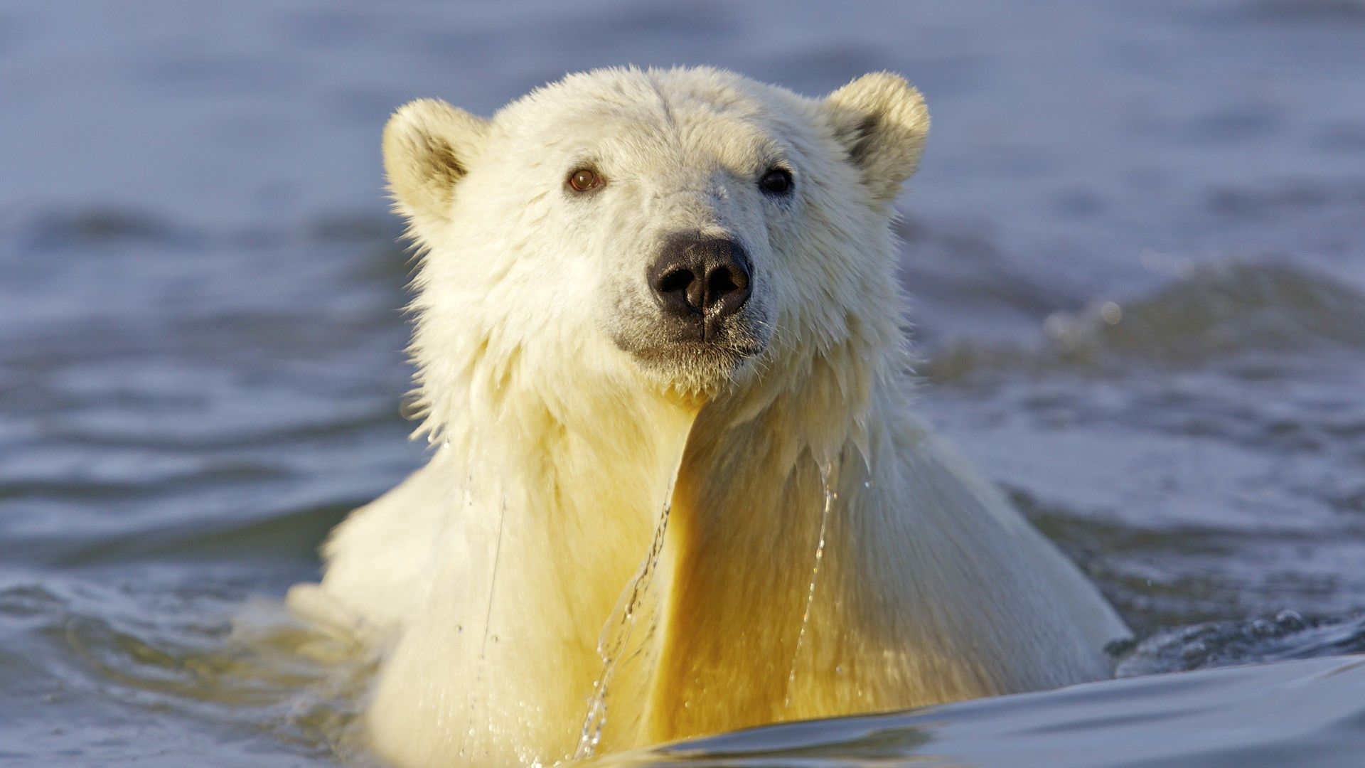 animals, water, muzzle, to swim, swim, polar bear 8K