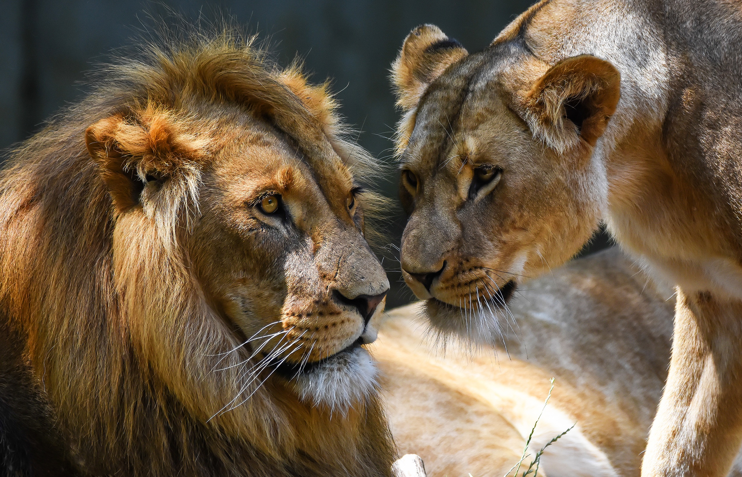 картинки львов и львиц на заставку