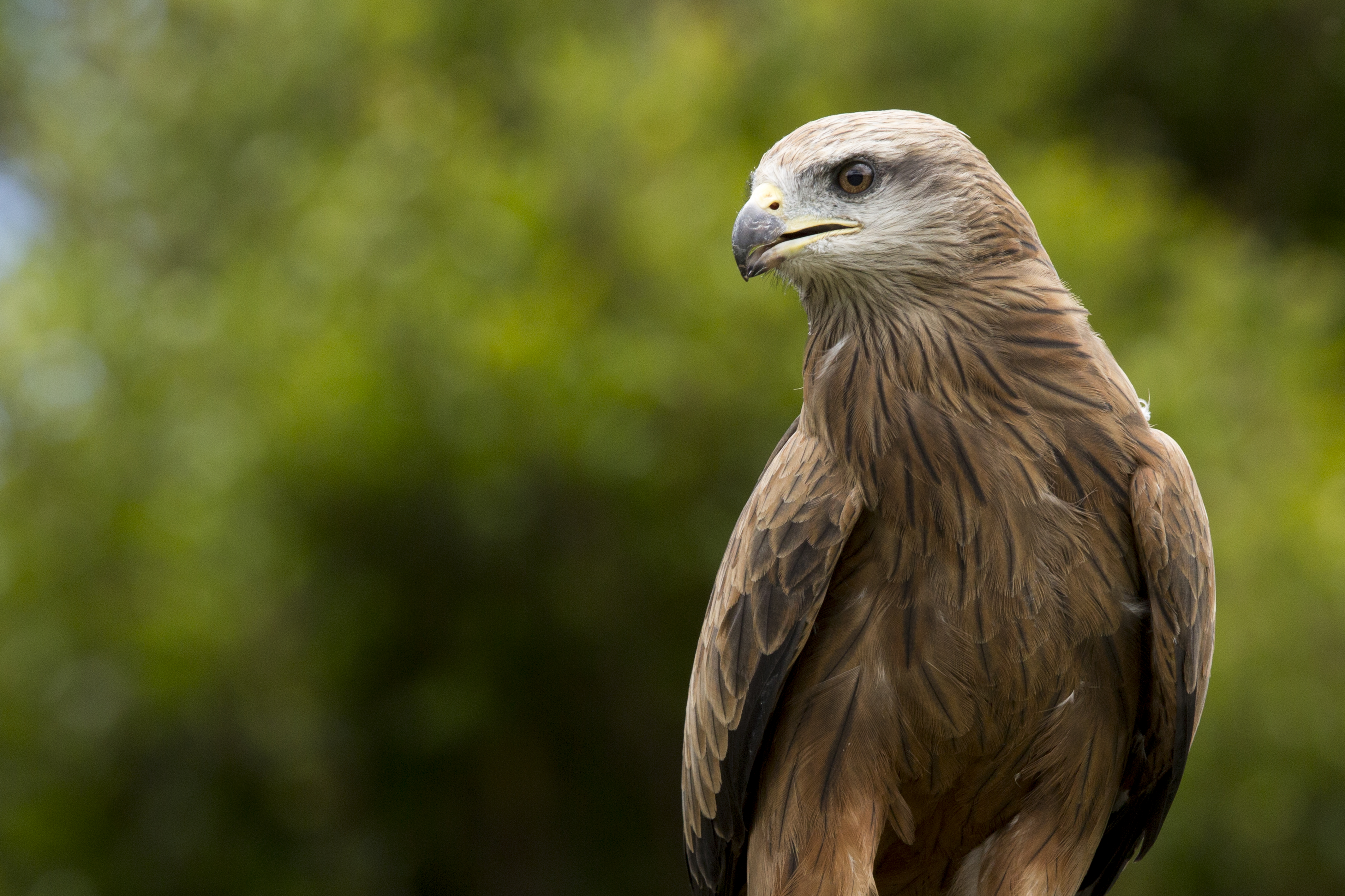 Download mobile wallpaper Animals, Beak, Predator, Feather, Eagle for free.