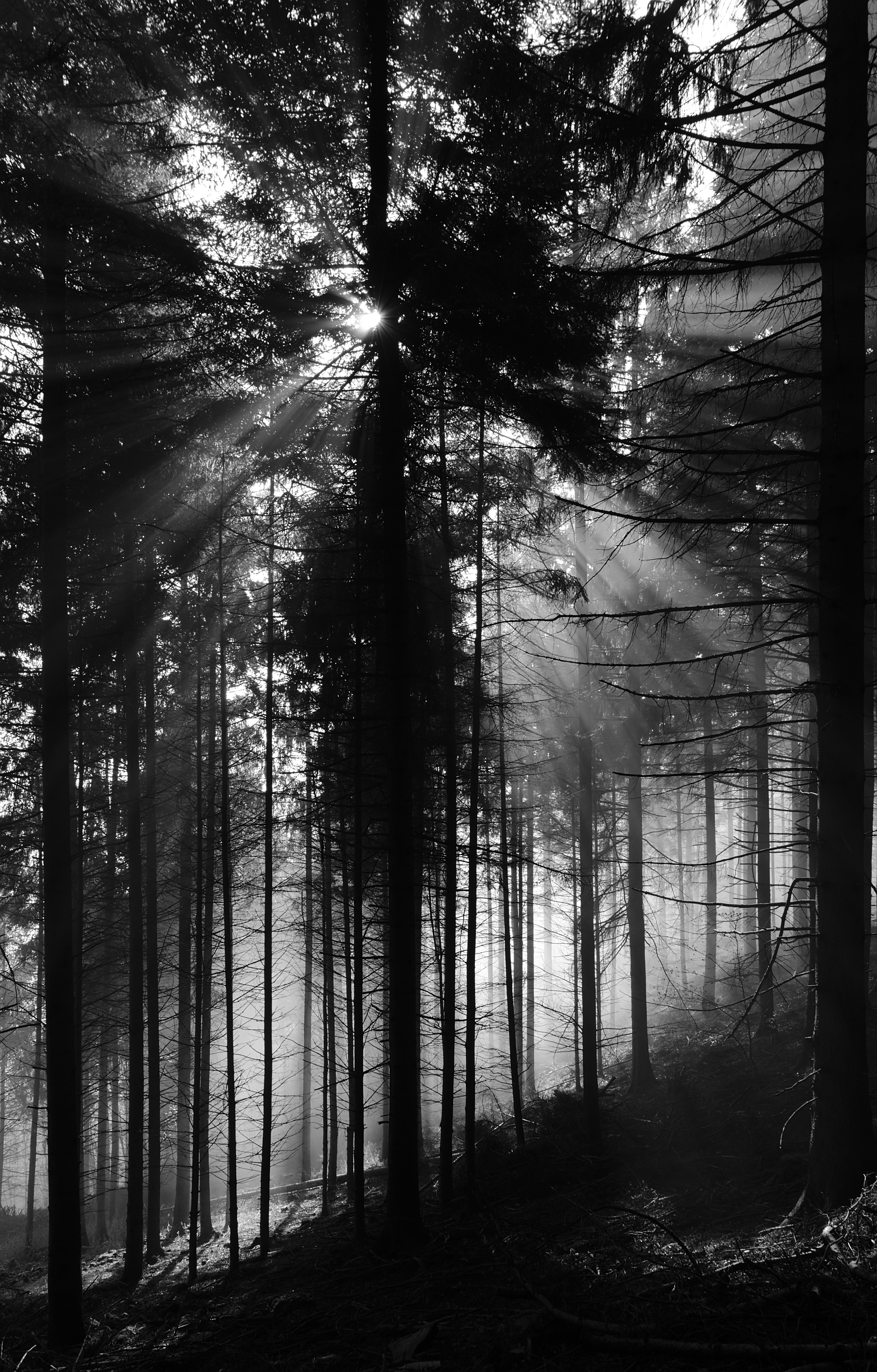 Download background nature, trees, pine, beams, rays, forest, bw, chb