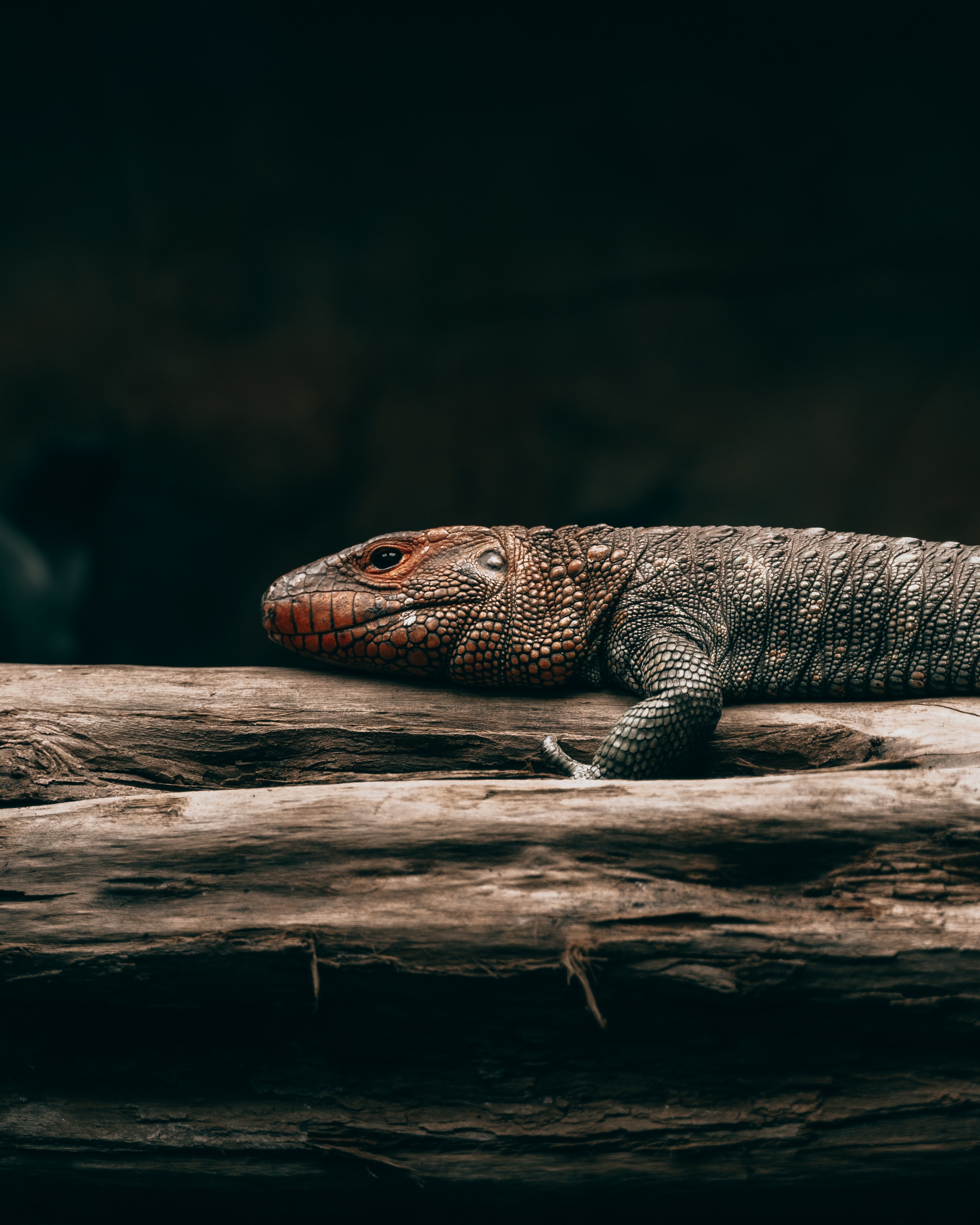 Download mobile wallpaper Wood, Animals, Tree, Reptile, Brown, Scale, Scales, Lizard for free.