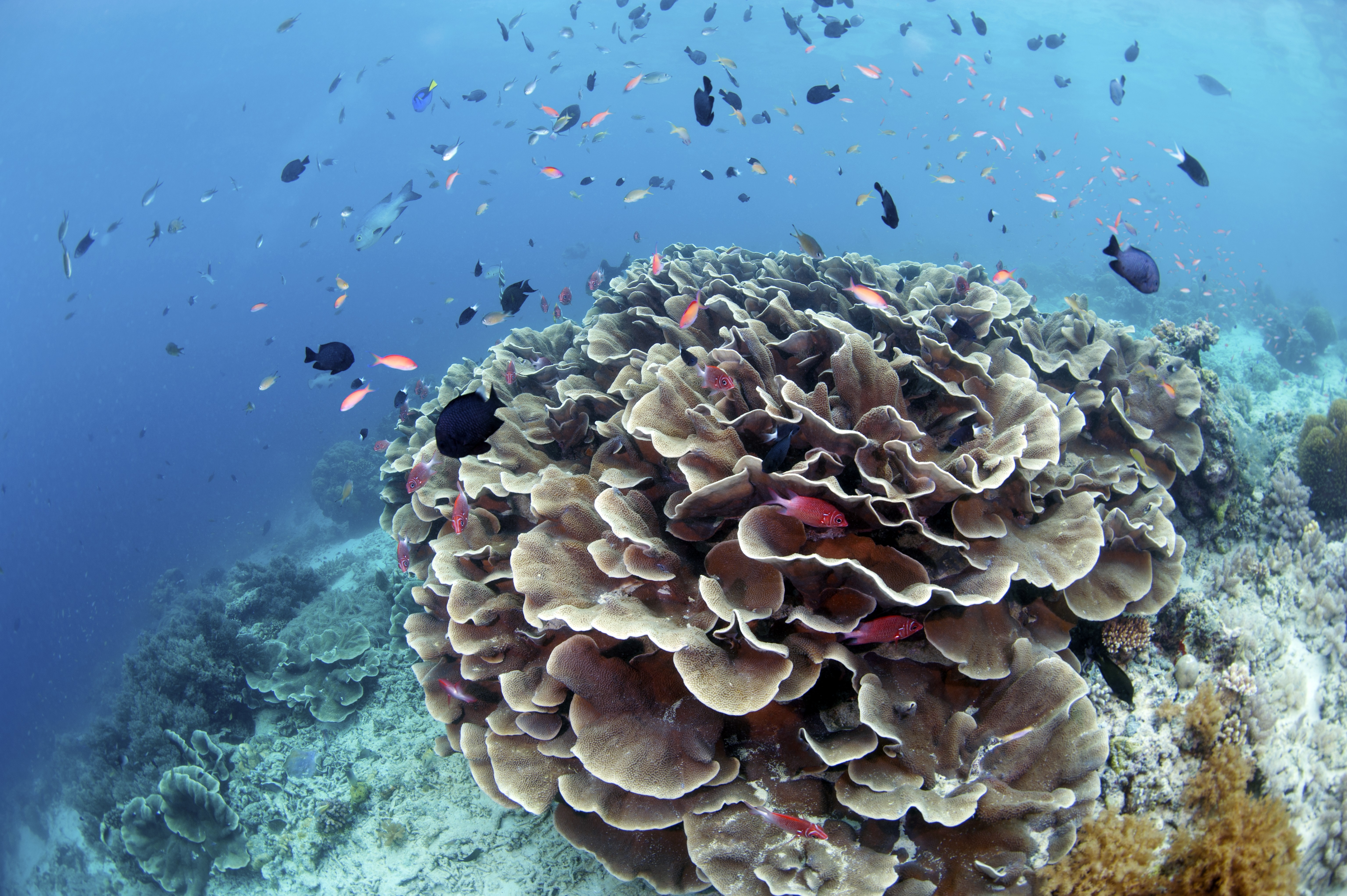 78691 скачать обои рифы, кораллы, рыбы, вода, природа - заставки и картинки бесплатно