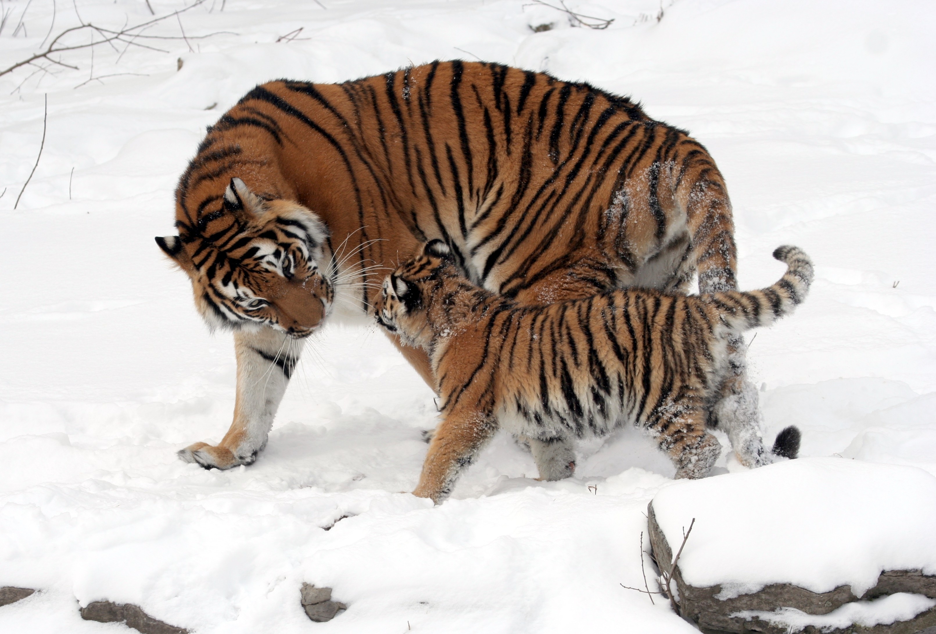tigers, animals, snow, young, stroll, joey, tenderness iphone wallpaper