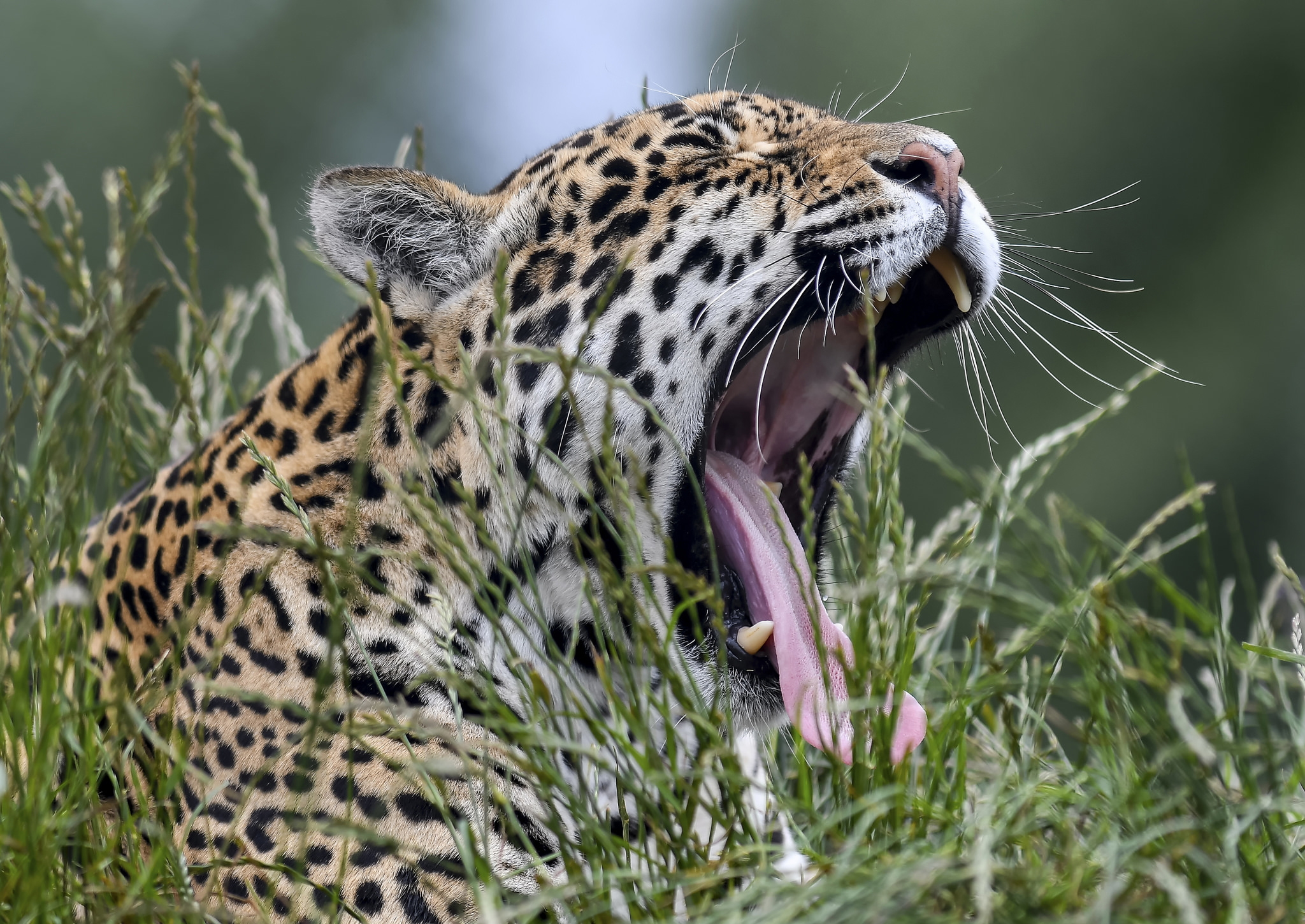 Happy face jaguar. Ягуар. Ягуар морда. Пасть ягуара. Ягуар фото.