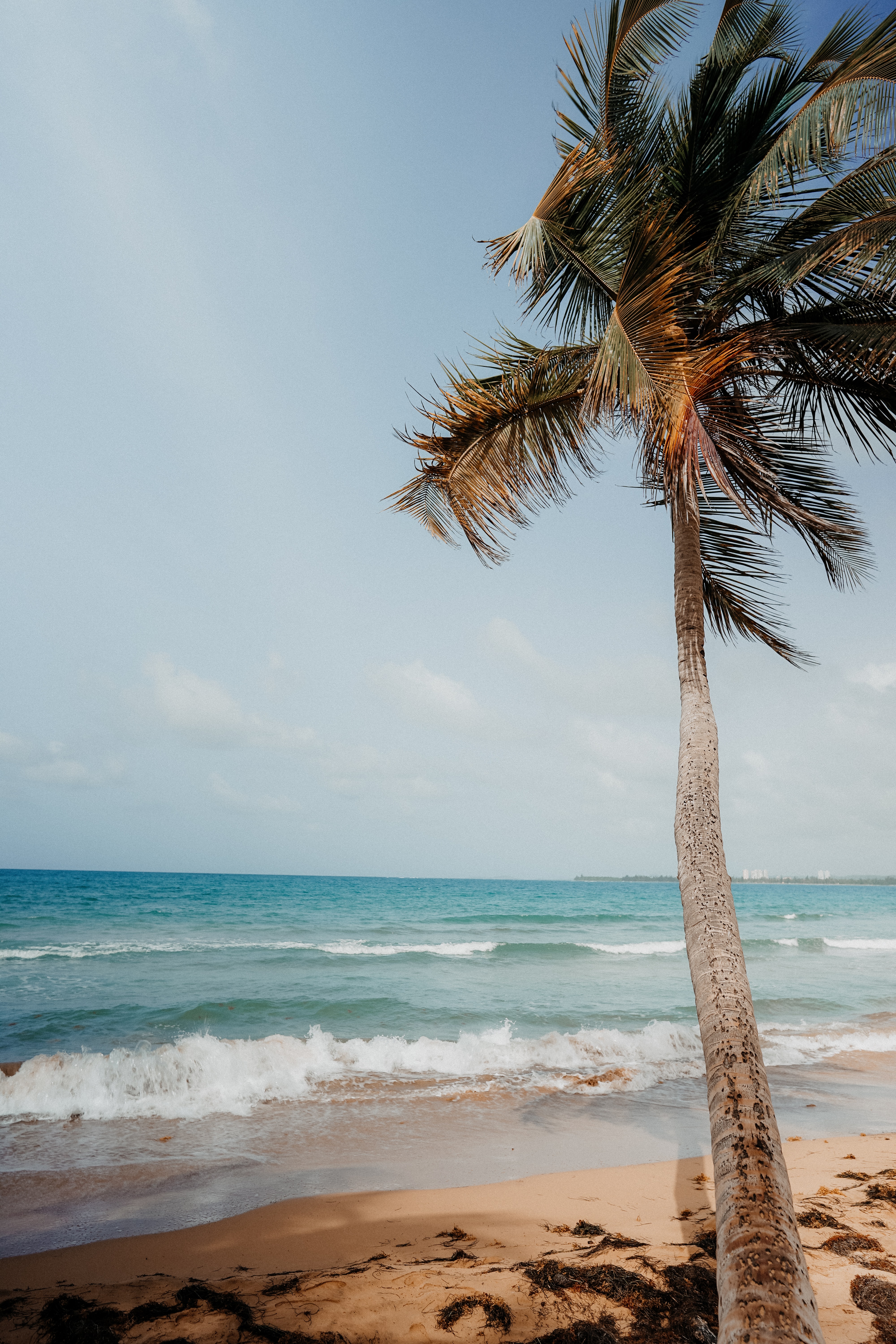 palm, nature, beach, sea, tropics 1080p