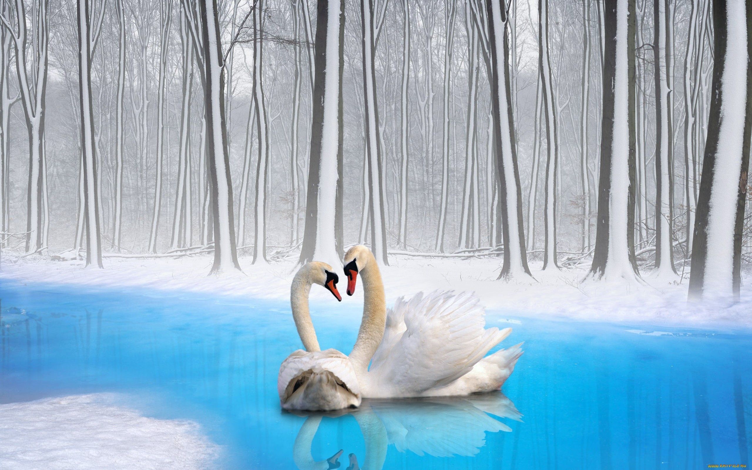 130245 Hintergrundbild herunterladen vögel, tiere, swans, paar, treue - Bildschirmschoner und Bilder kostenlos