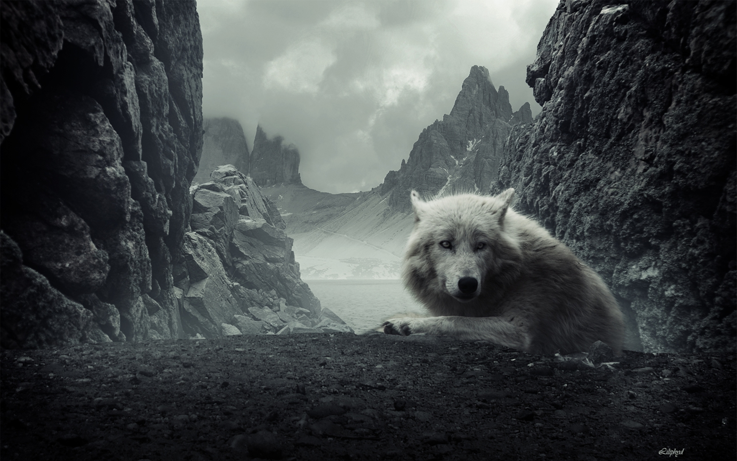166042 Hintergrundbild herunterladen wolf, tiere, gebirge, weißer wolf, wolves - Bildschirmschoner und Bilder kostenlos