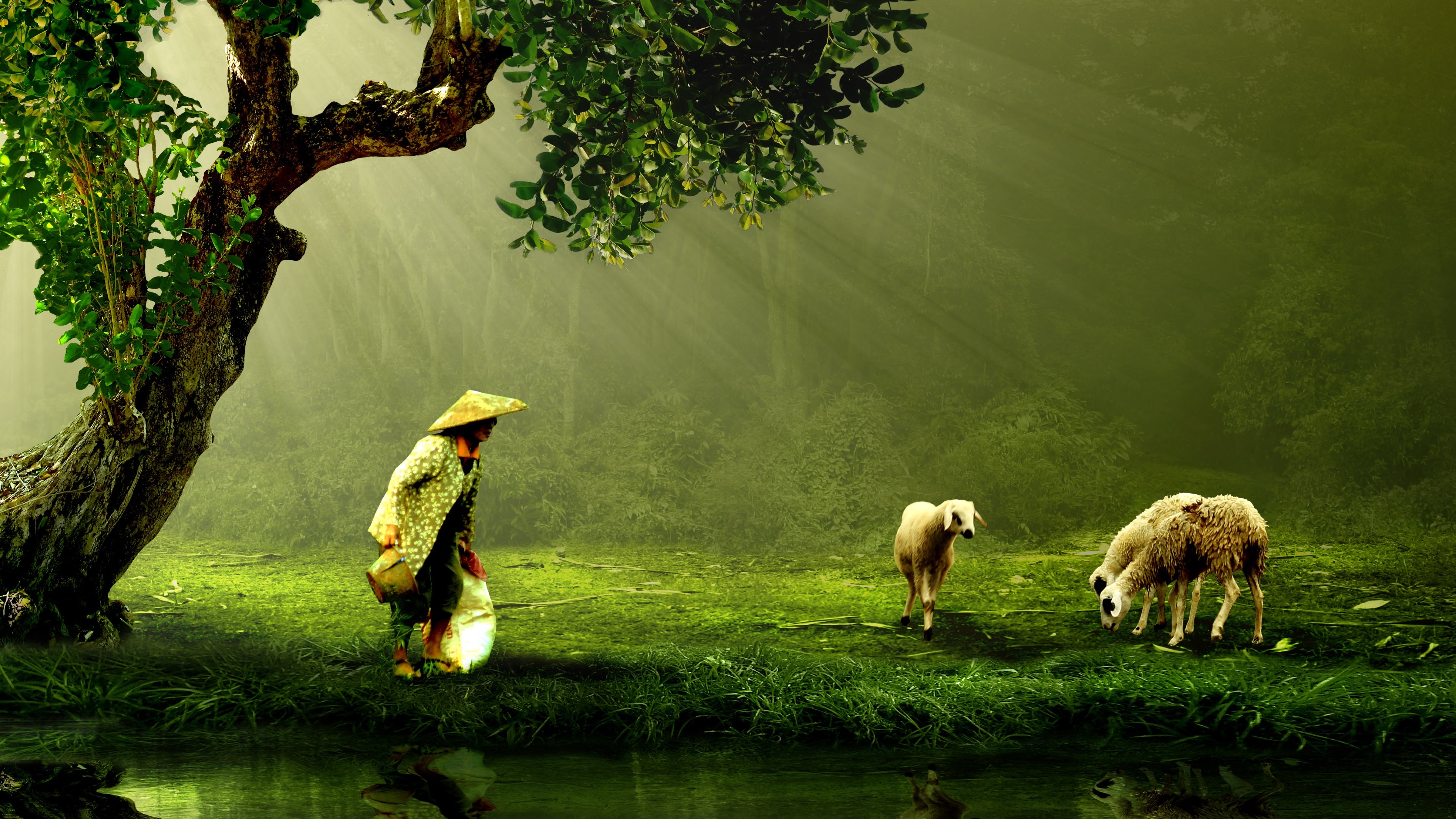 animal, sheep desktop HD wallpaper