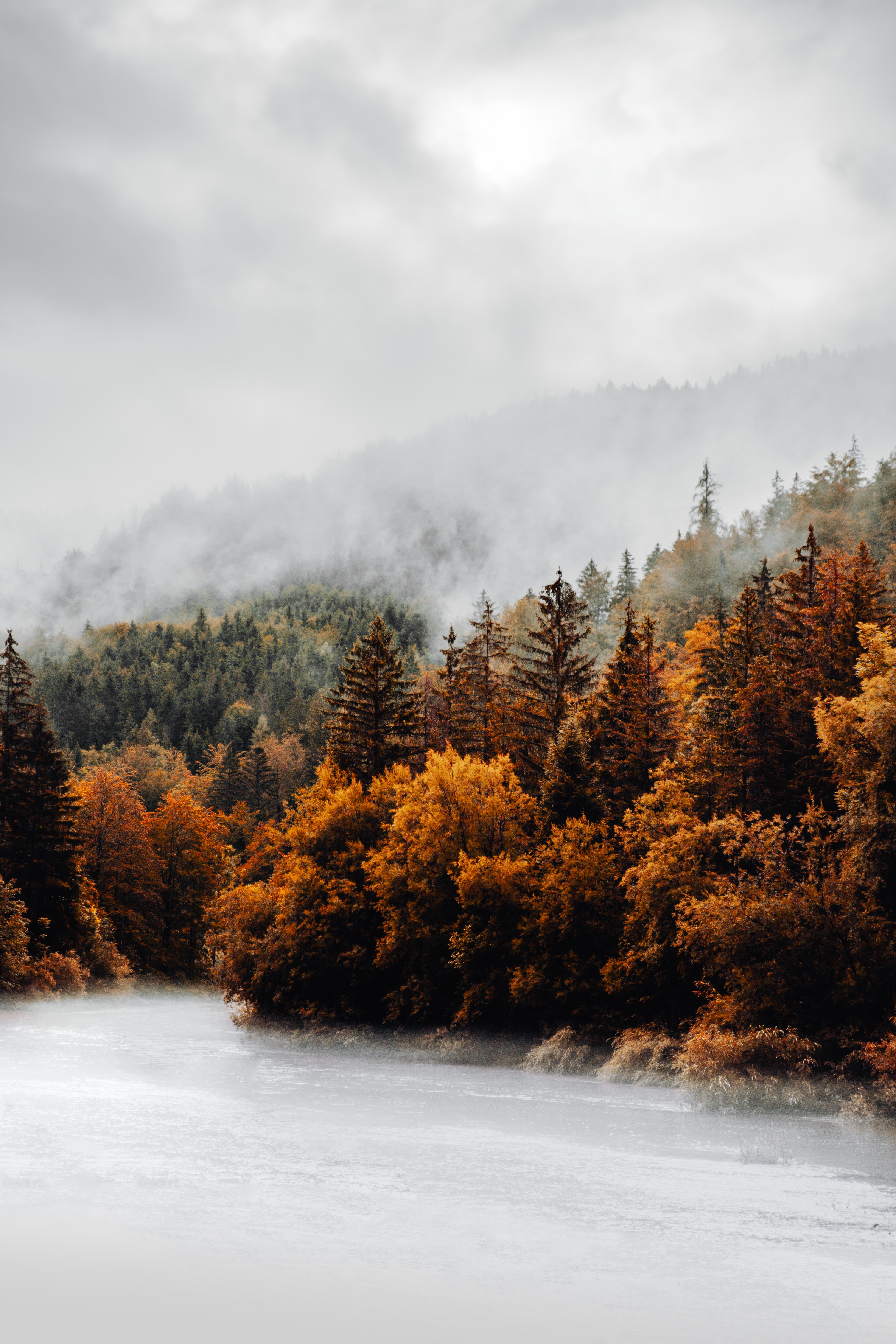 autumn, nature, trees, clouds, forest, fog Full HD