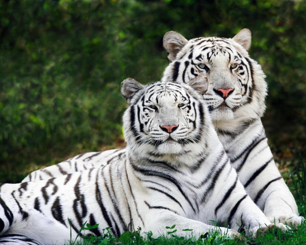 2285 Hintergrundbild herunterladen tigers, tiere - Bildschirmschoner und Bilder kostenlos