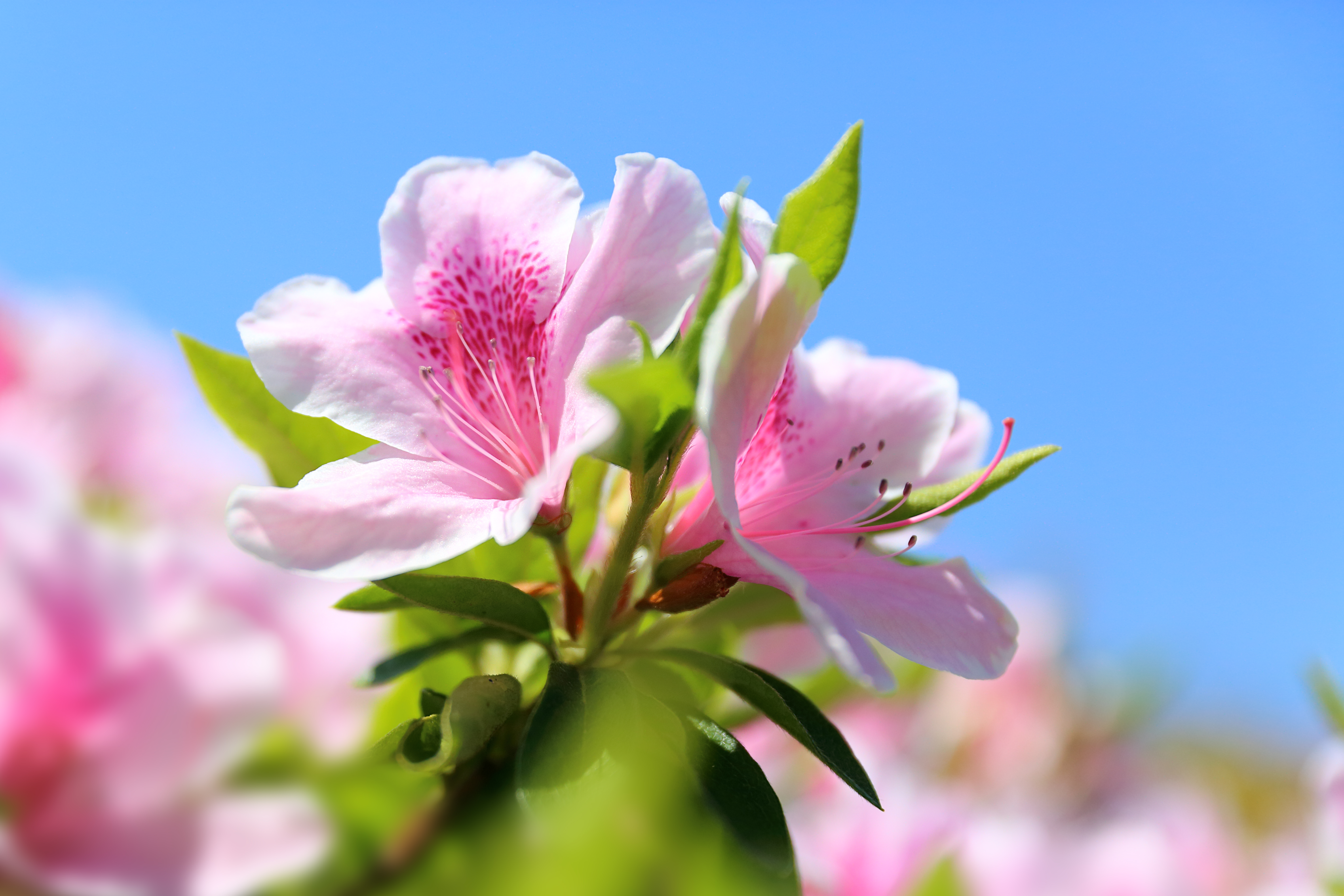 spring, macro, earth, azalea, flower, petal, flowers Free Stock Photo