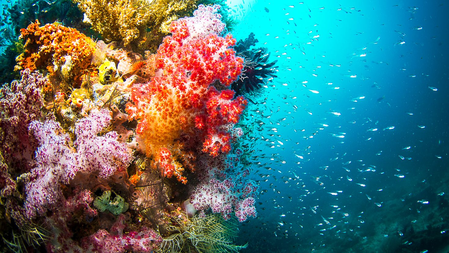 Жизнь морского океана. Раджа-Ампат рифы. Риф красного моря глубины. Морские водоросли на рифе. Водоросли кораллового рифа.