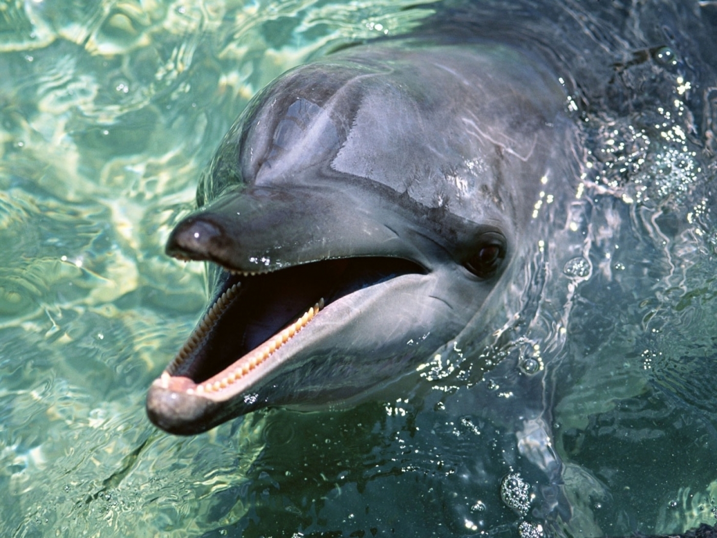 46172 télécharger l'image dauphins, animaux - fonds d'écran et économiseurs d'écran gratuits
