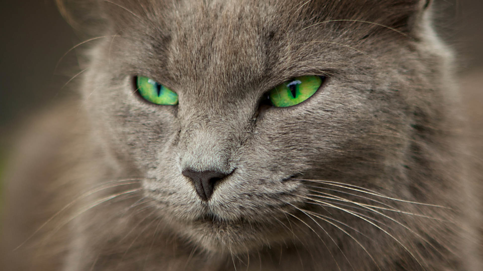 Кошки чрезвычайно терпеливы. Британская кошка серая зеленоглазая. Серый кот с зелеными глазами. Серая кошка с зелеными глазами. Кошка с зелеными глазами.
