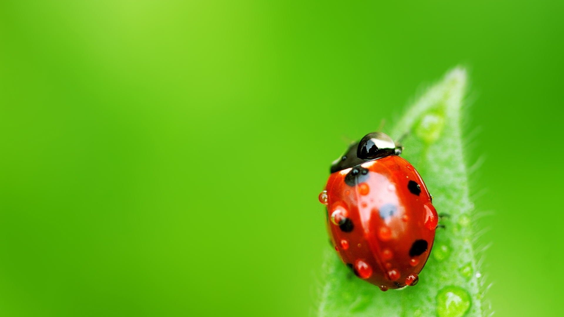 insects, ladybugs, green wallpapers for tablet