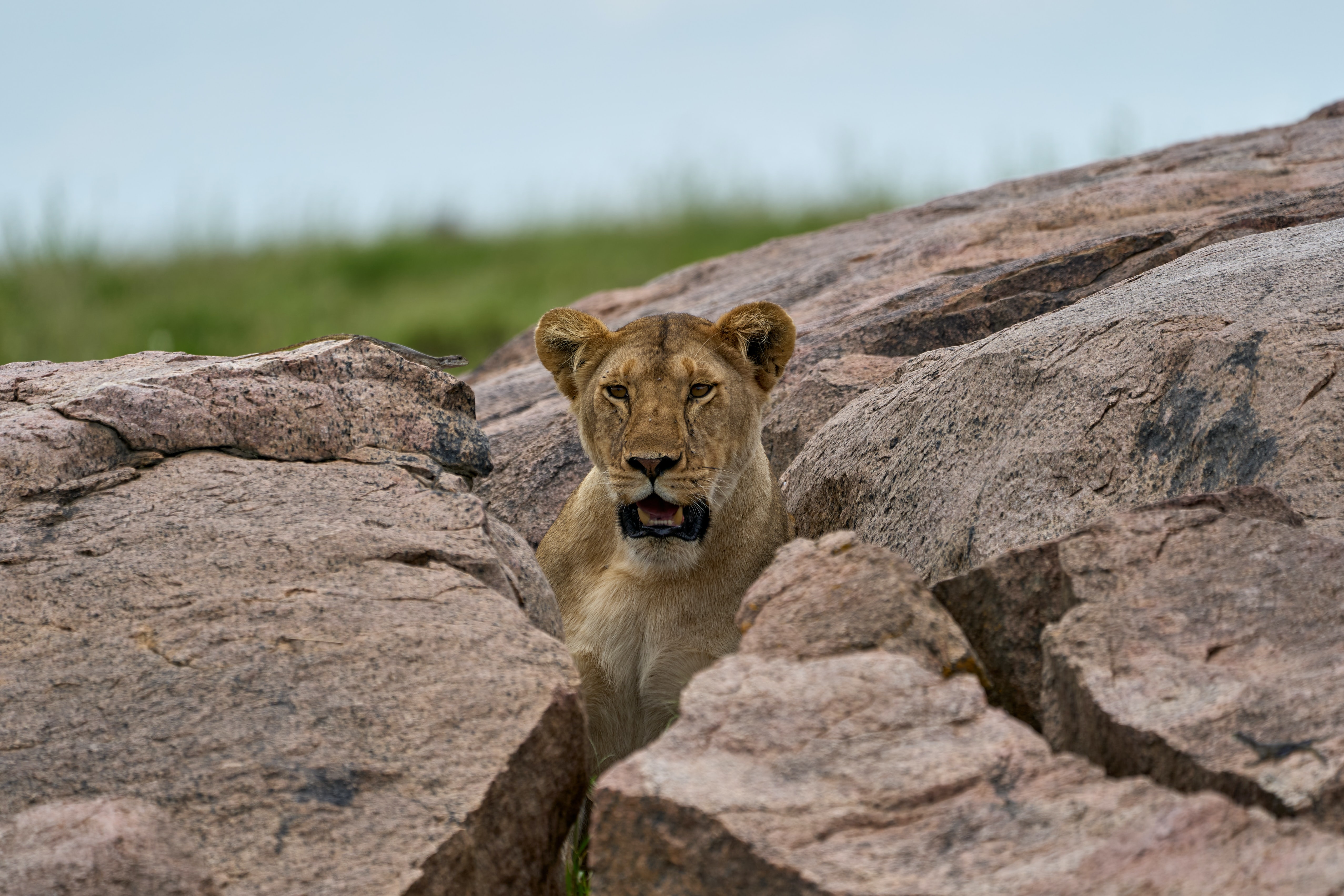 Download mobile wallpaper Stones, Predator, Animals, Wildlife, Lioness for free.