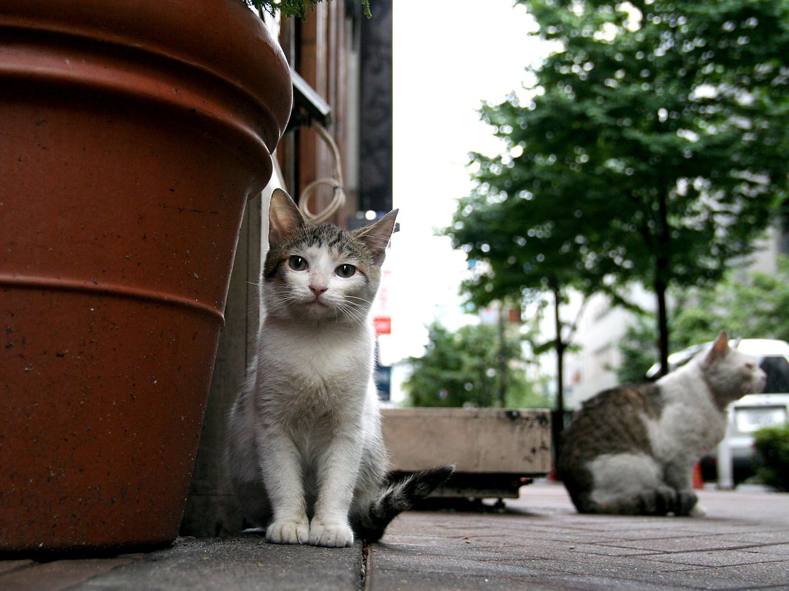 Картинки кошек на улице