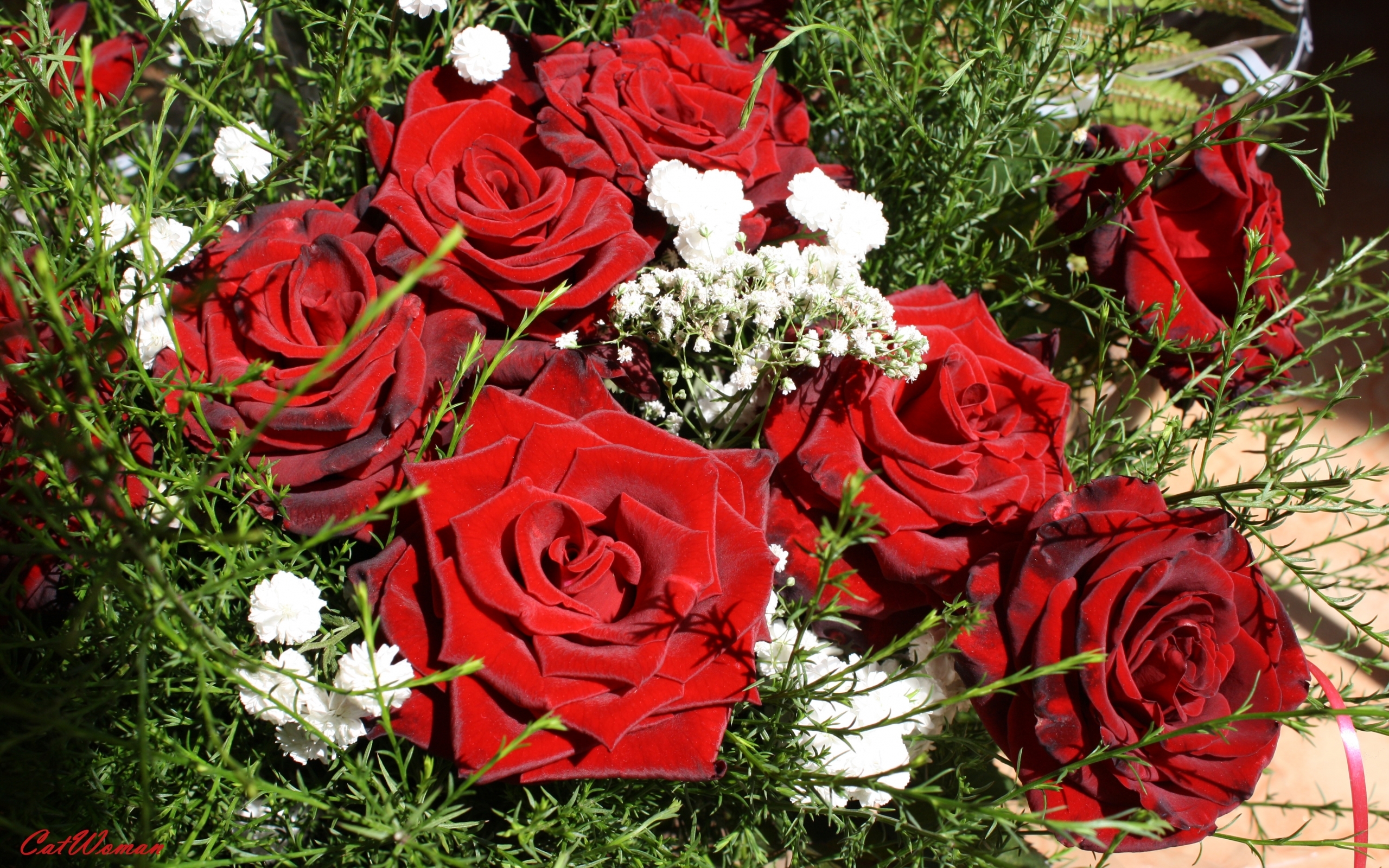 Téléchargez des papiers peints mobile Fleurs, Roses, Plantes gratuitement.