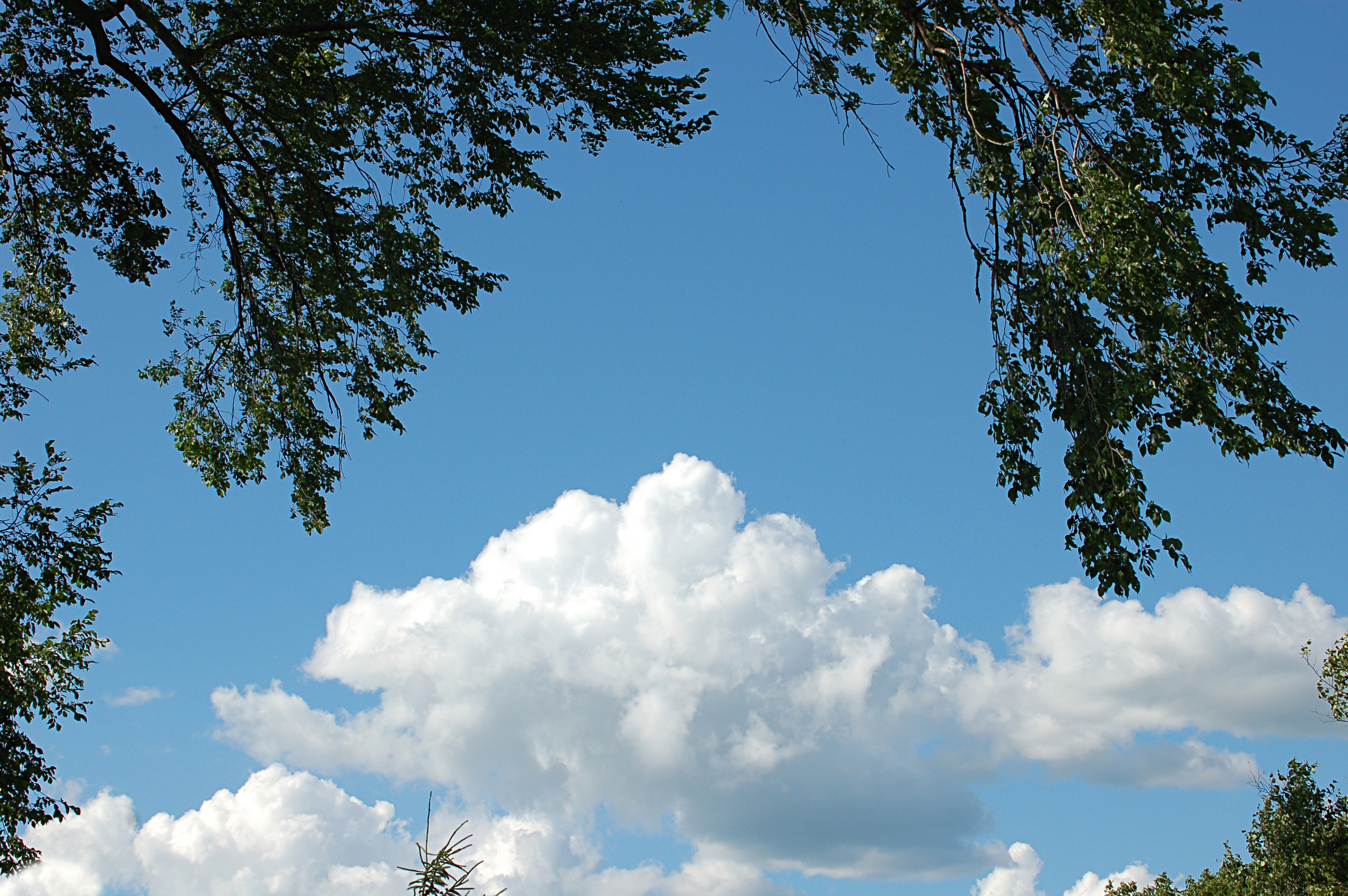 Download mobile wallpaper Sky, Wood, Tree, Cloudy, Landscape, Nature for free.