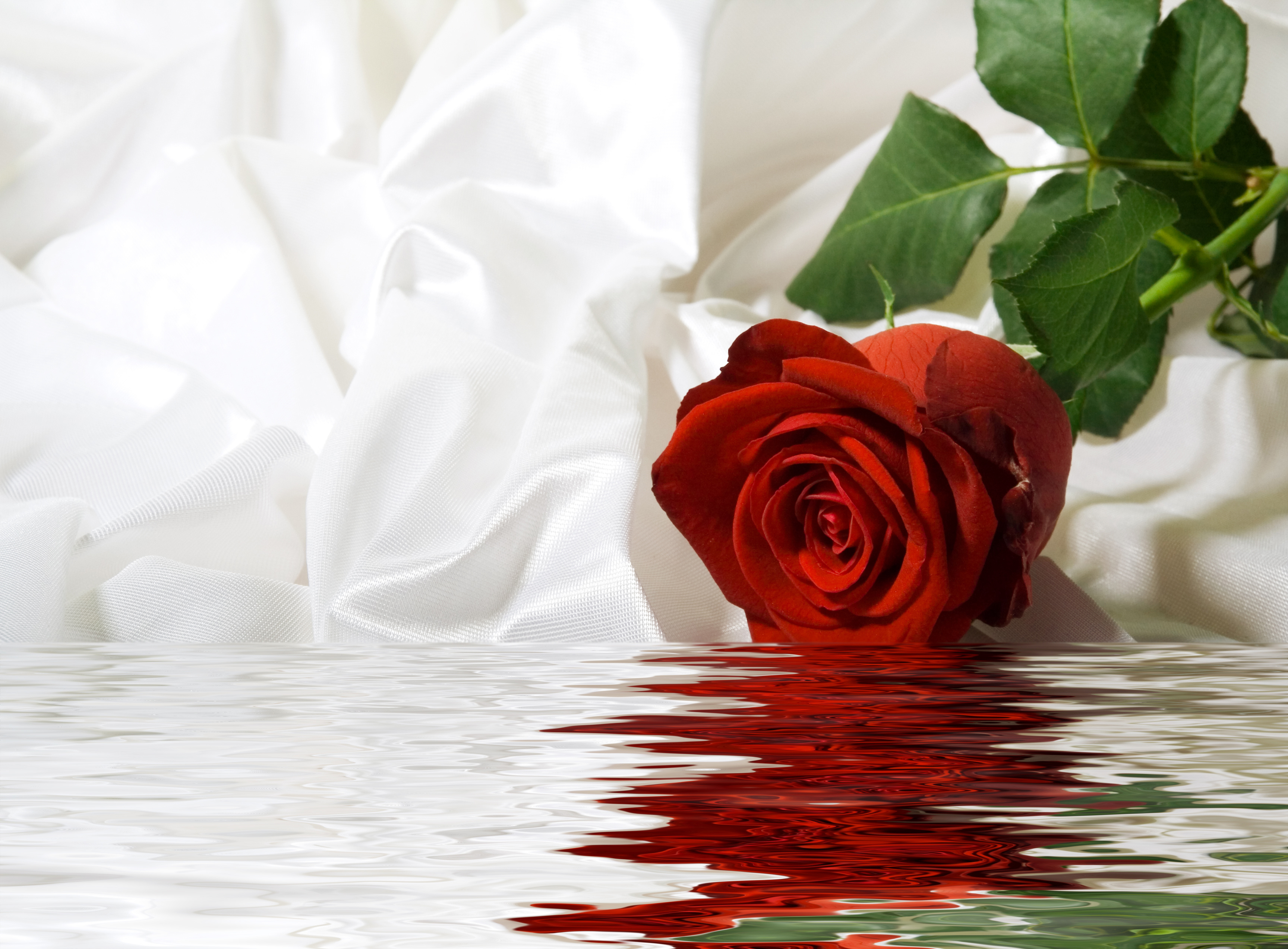 Розы спи любимая. Розы на воде фон. Шикарные розы у воды. Розы на фоне моря. Красные розы в воде.