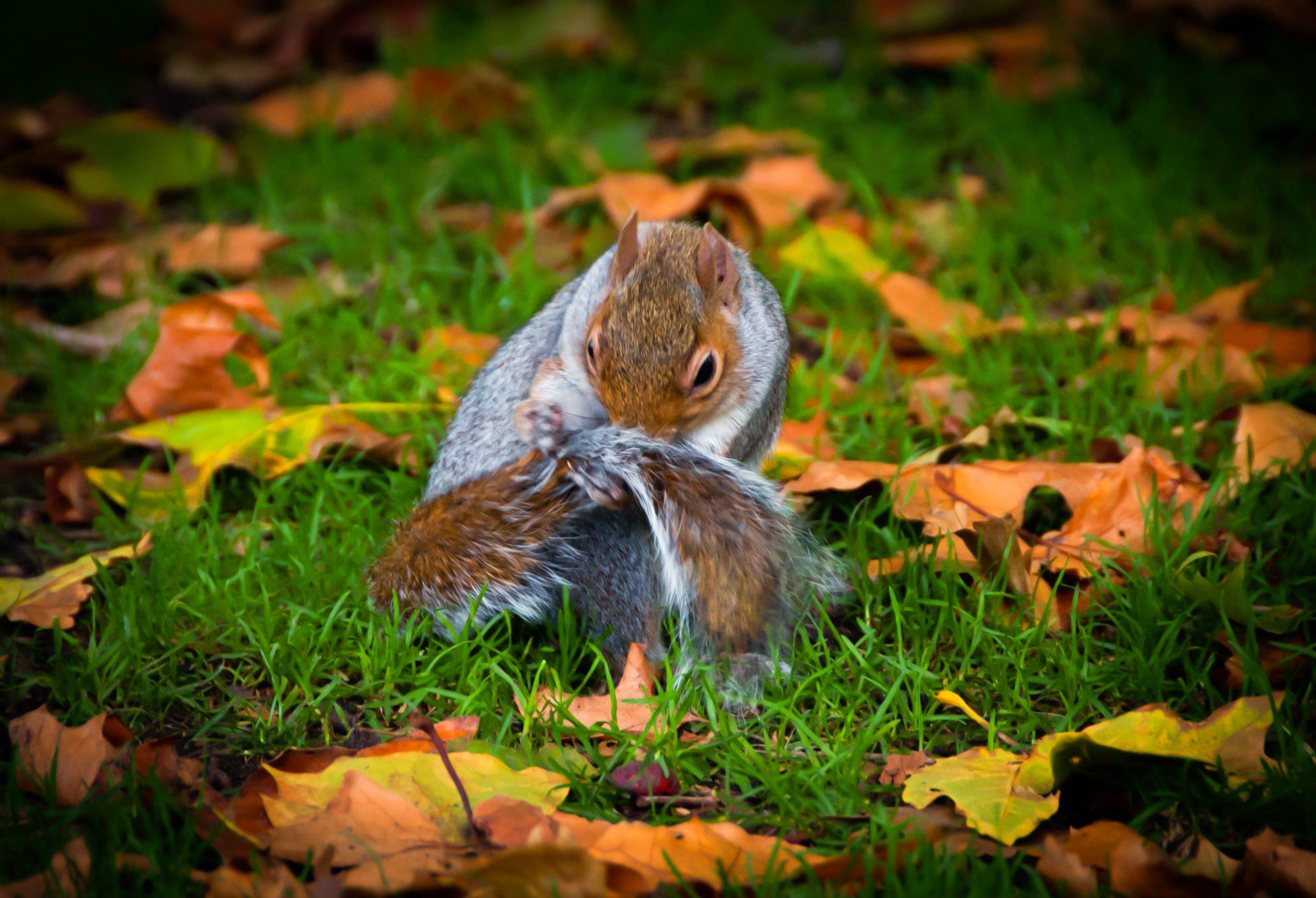 animal, squirrel, acorn, cute, england, fall, hyde park, london, nature, park 8K
