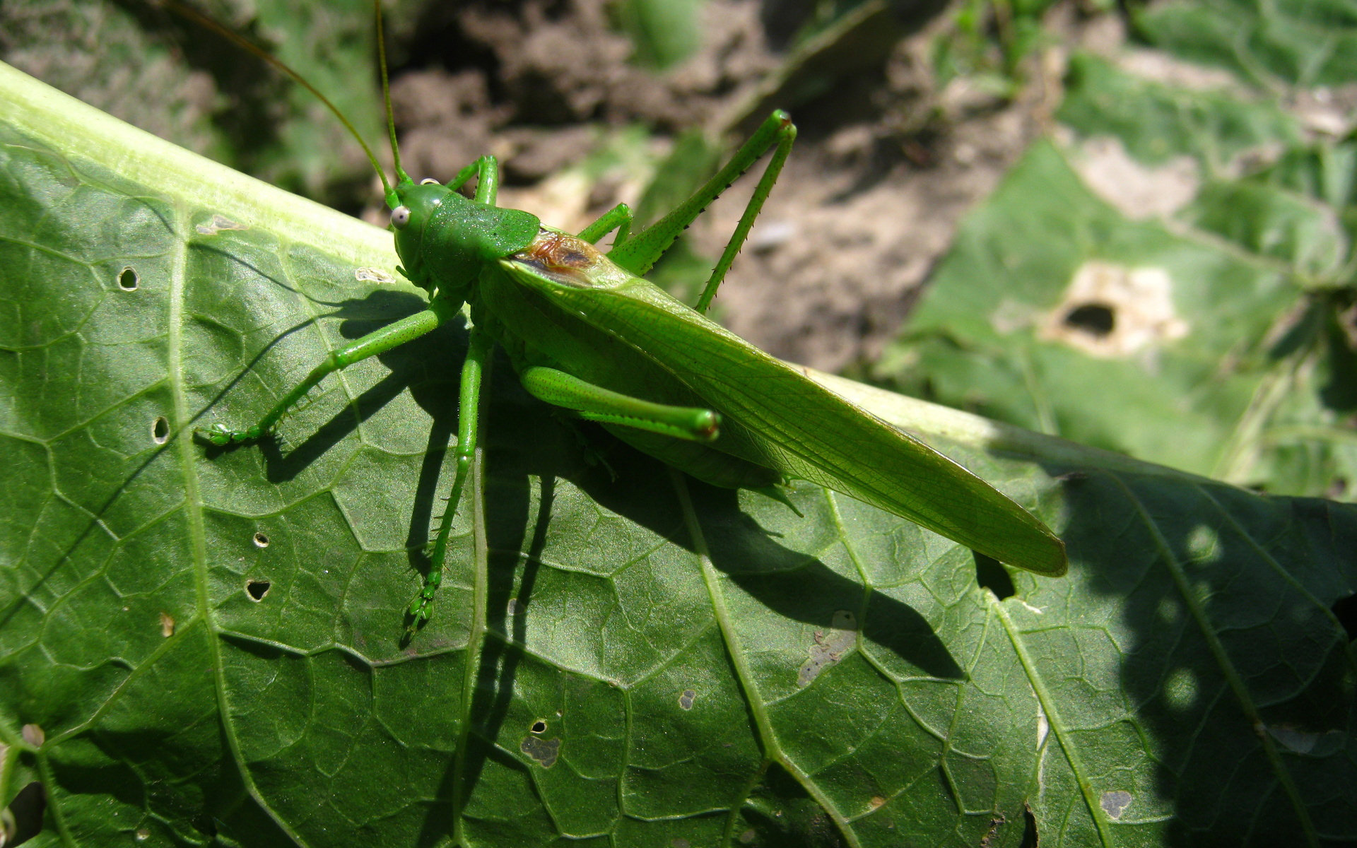 HD wallpaper animal, grasshopper