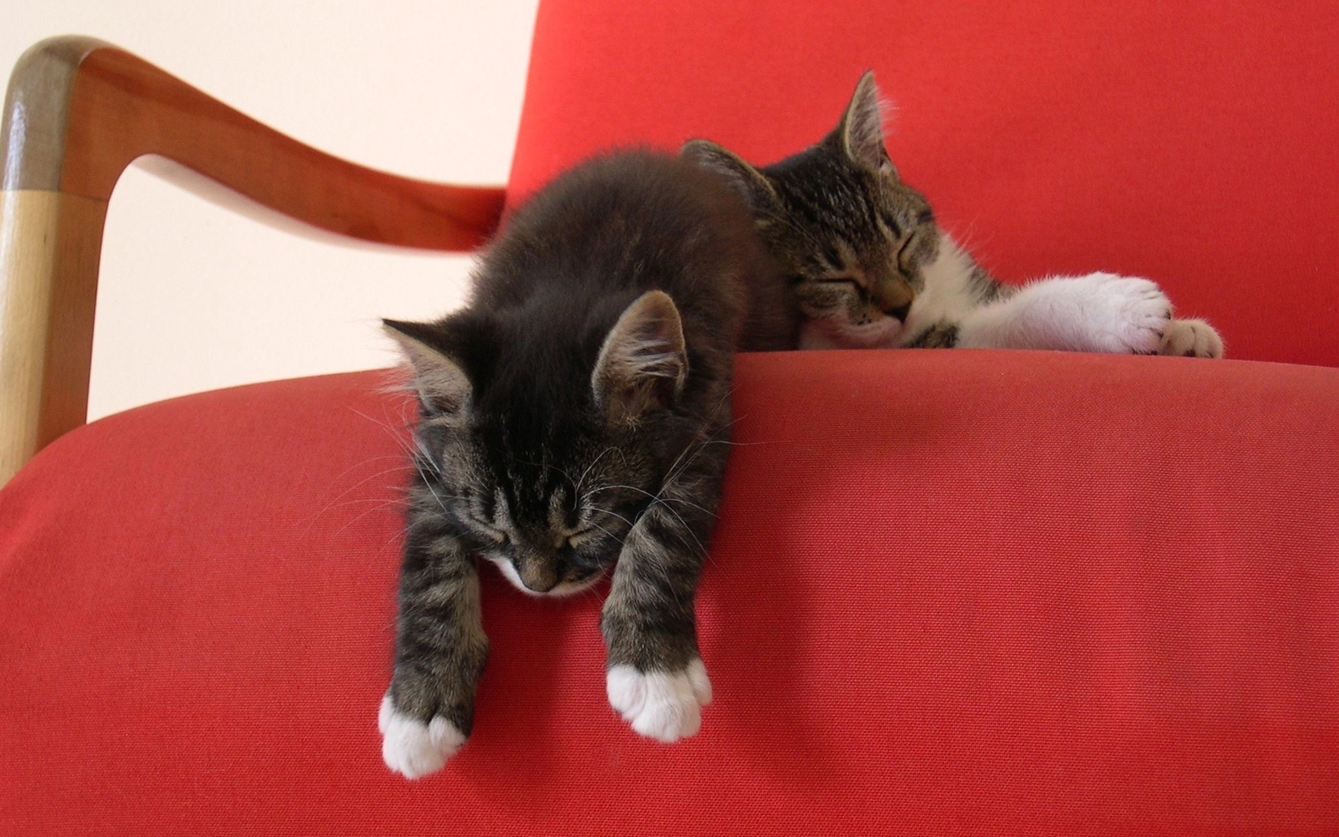 Коты на диване