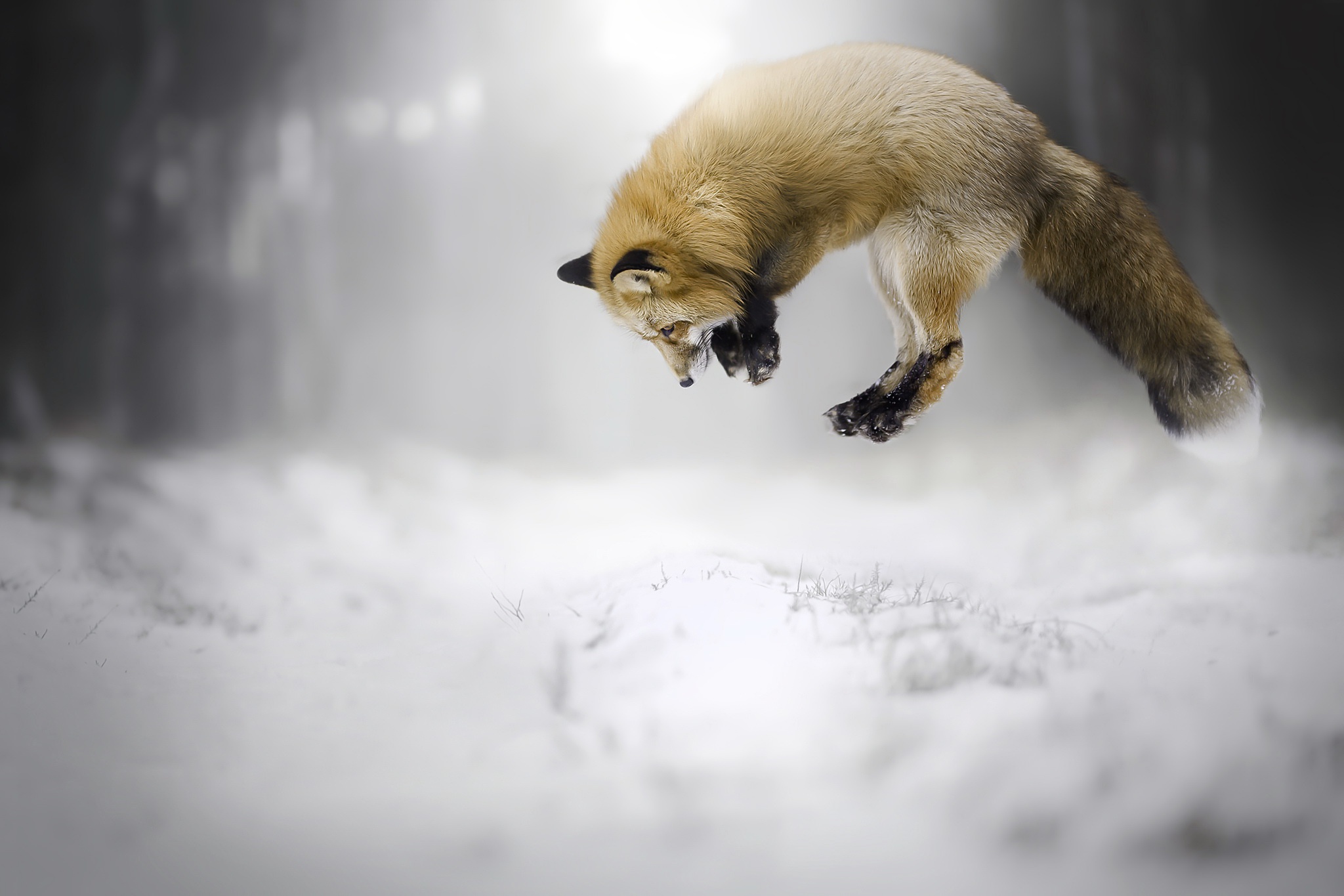 animal, fox, depth of field, jump, snow, winter