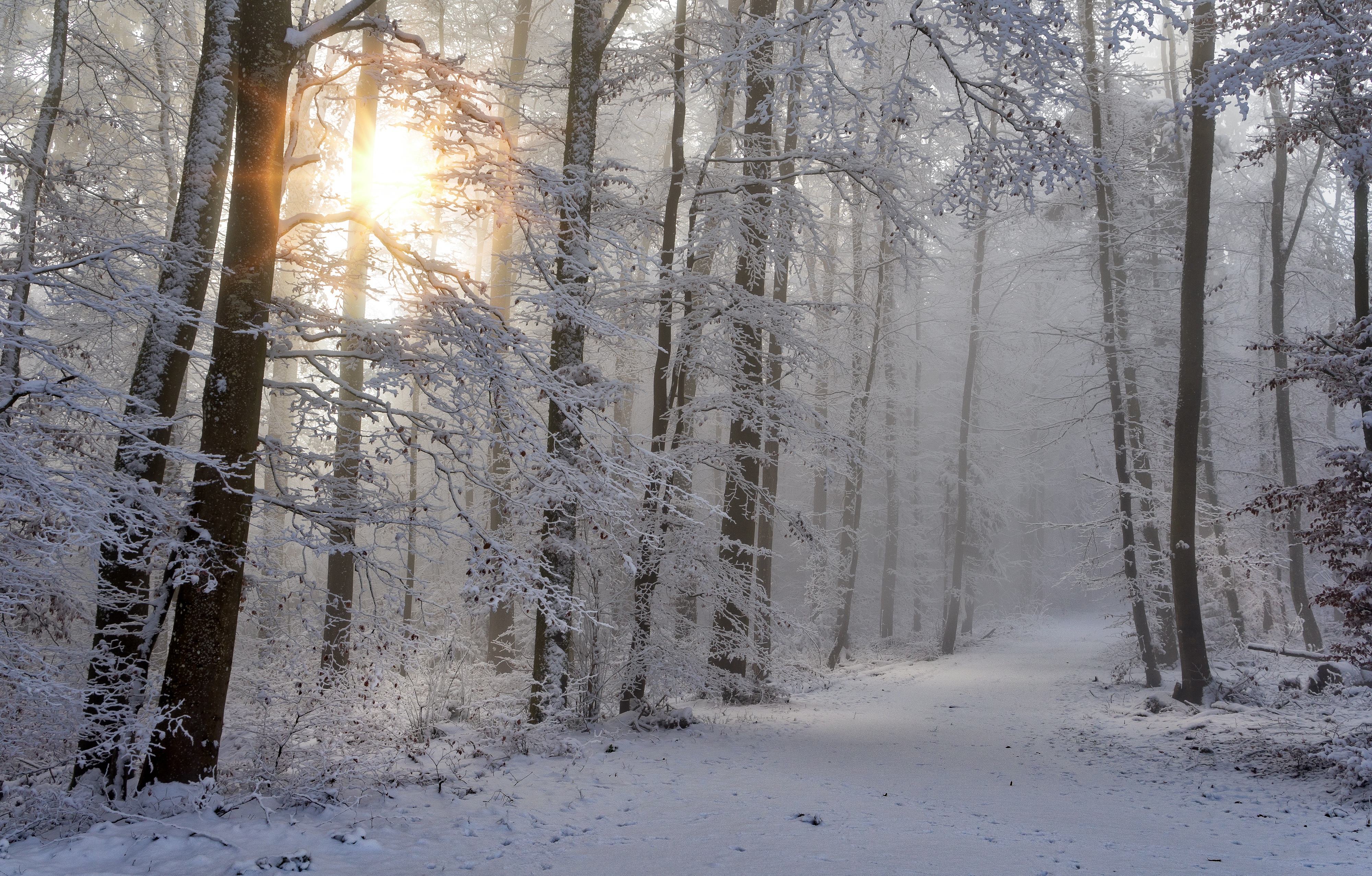 фотографии зимой в лесу
