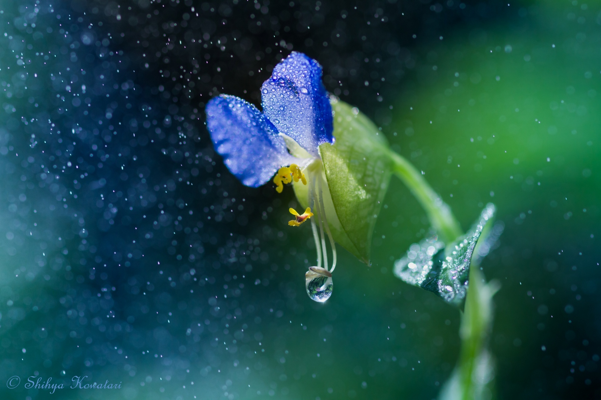 Капли дождя на цветах