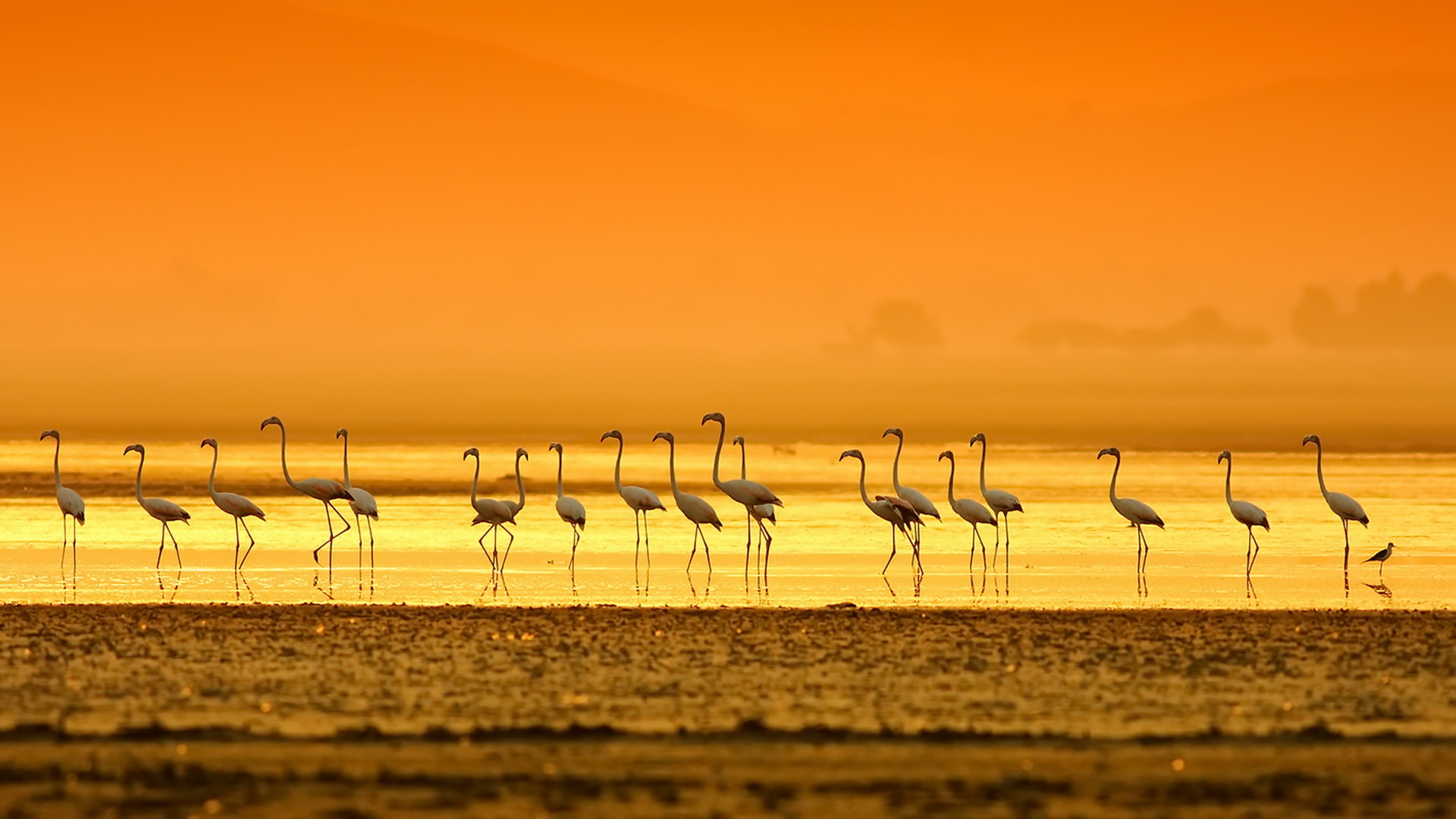 390172 Bildschirmschoner und Hintergrundbilder Flamingo auf Ihrem Telefon. Laden Sie  Bilder kostenlos herunter
