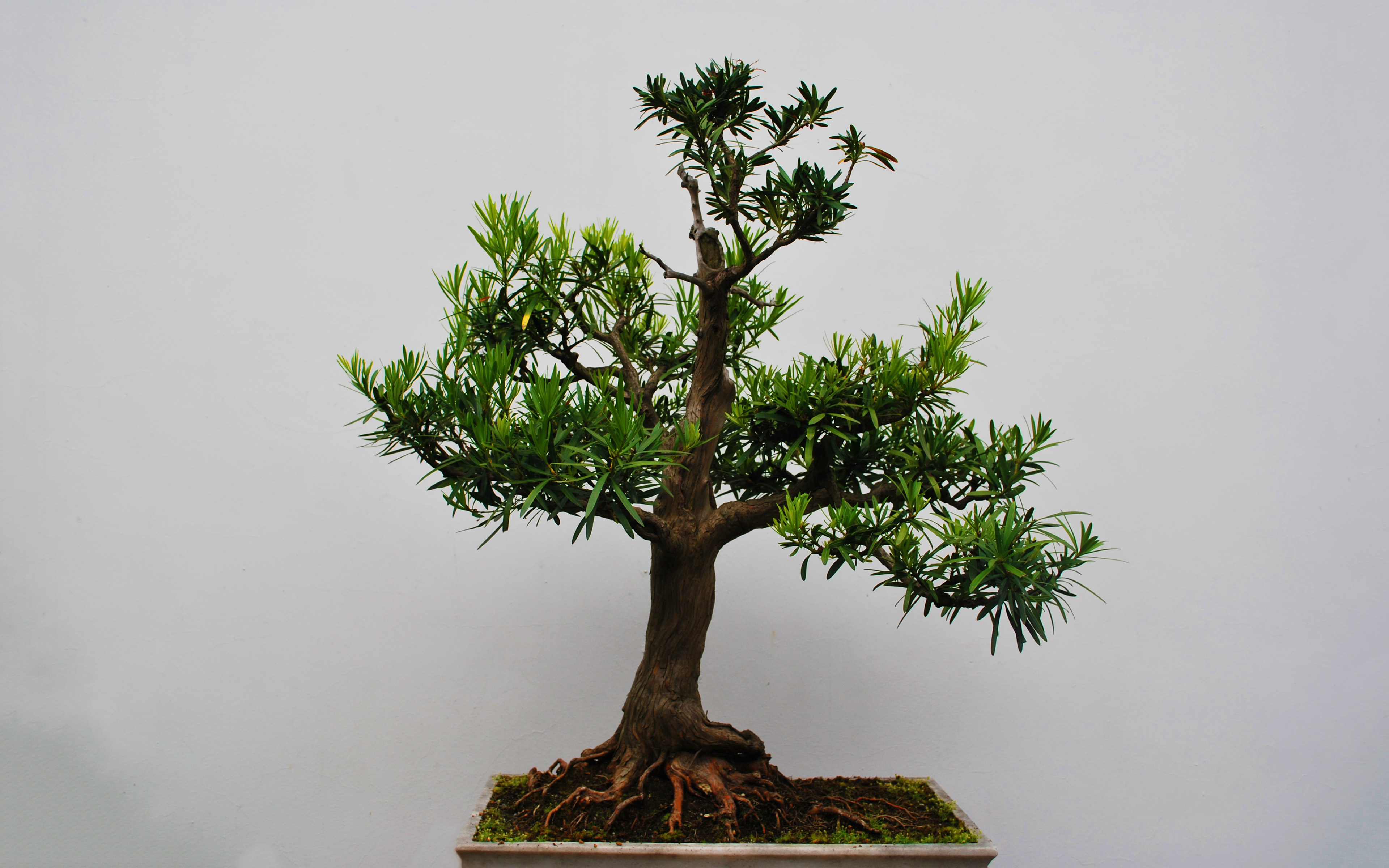 earth, bonsai HD wallpaper