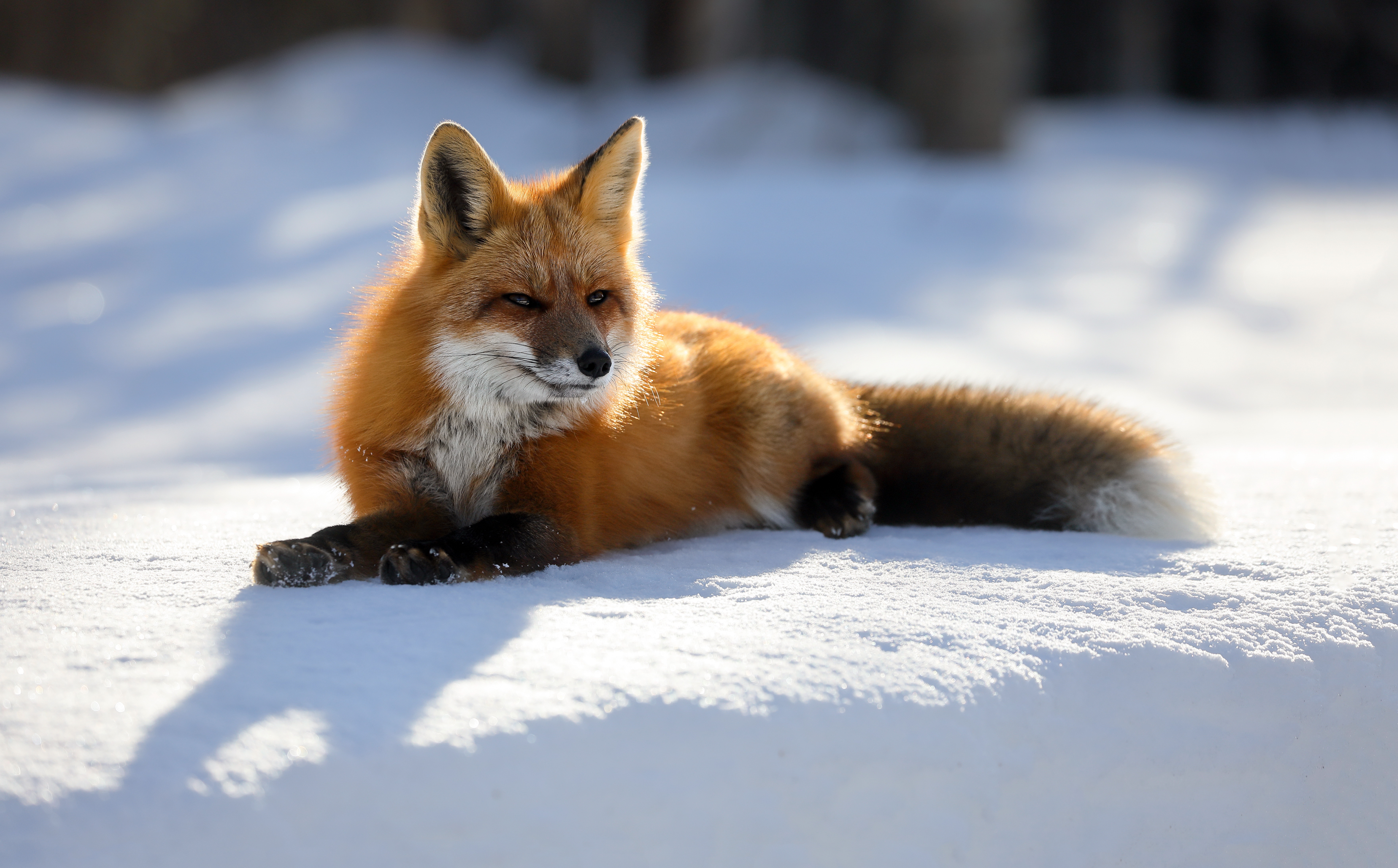 Renard Fox