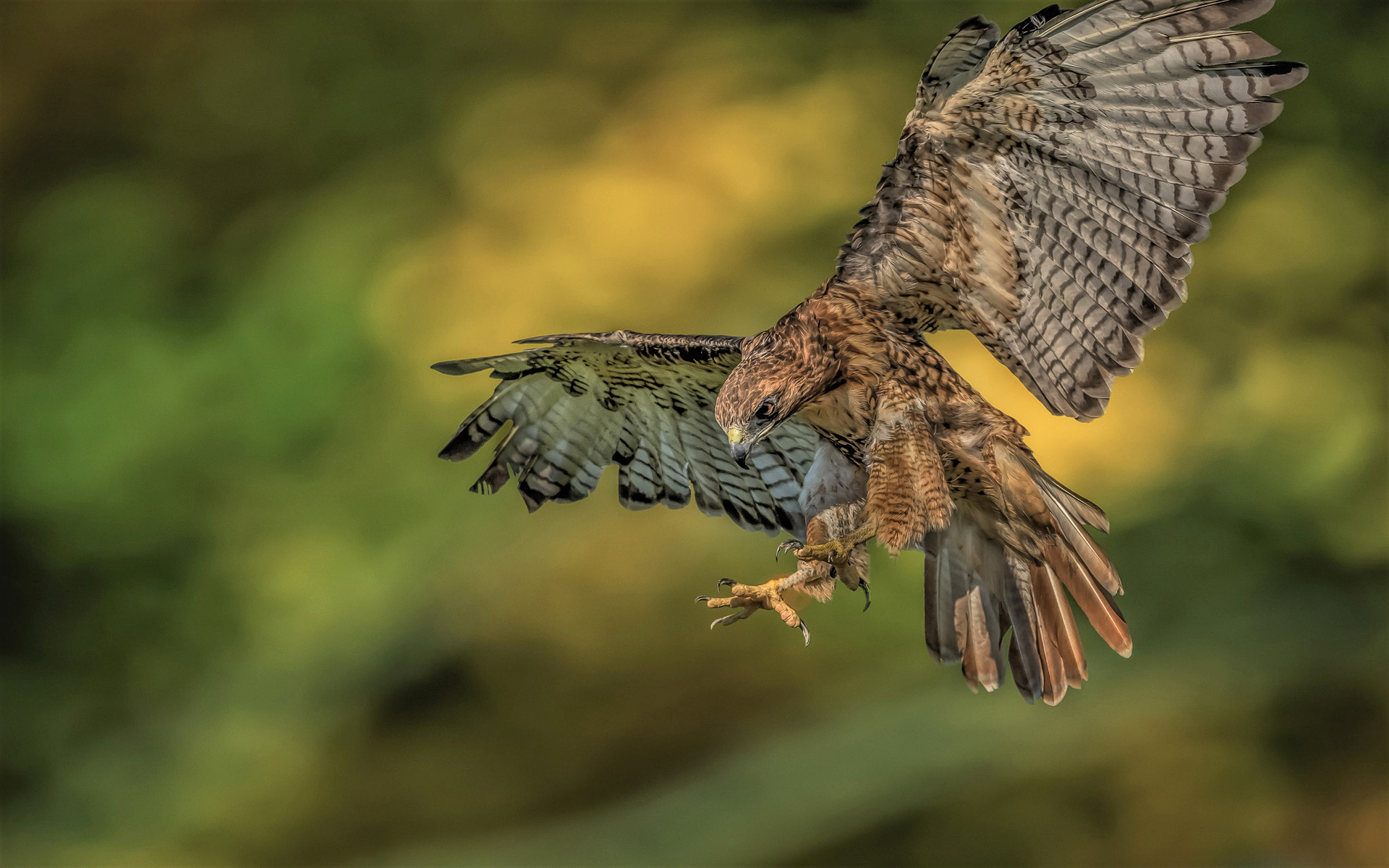 animal, red tailed hawk, bird, flying, birds cell phone wallpapers