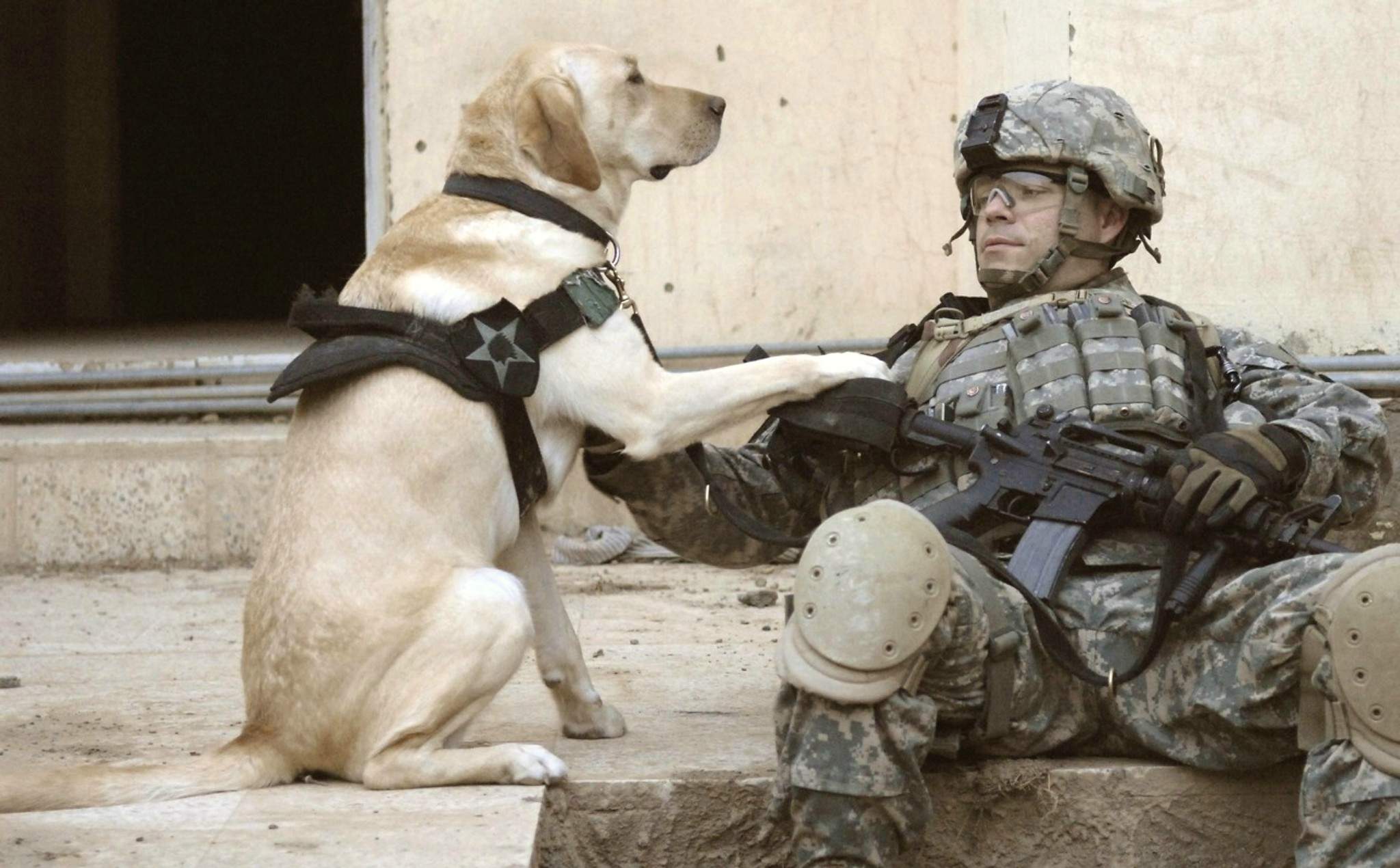 Download mobile wallpaper Dog, Military, Soldier for free.