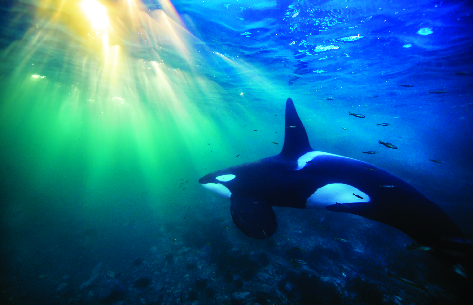 1010712 Bild herunterladen tiere, orca, killerwal, unterwasser - Hintergrundbilder und Bildschirmschoner kostenlos