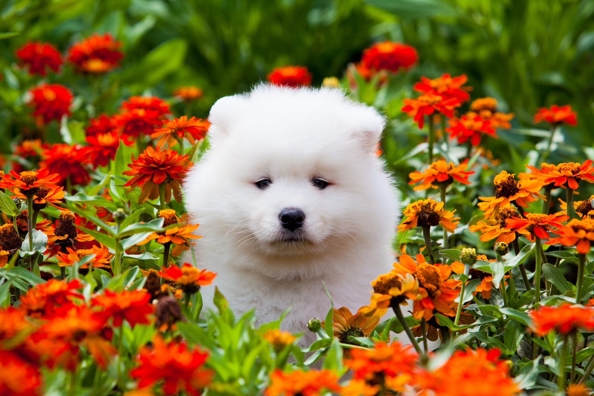 animal, samoyed, baby animal, dog, flower, marigold, orange flower, puppy, dogs