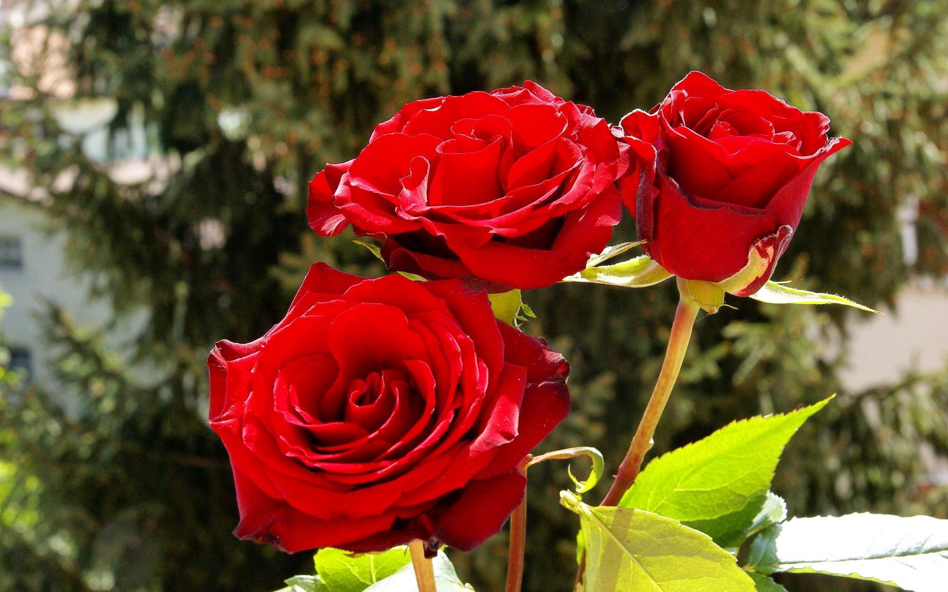 155201 Hintergrundbild herunterladen blumen, bouquet, roses, hell, holz, baum, strauß, sonnig, sonnigen - Bildschirmschoner und Bilder kostenlos