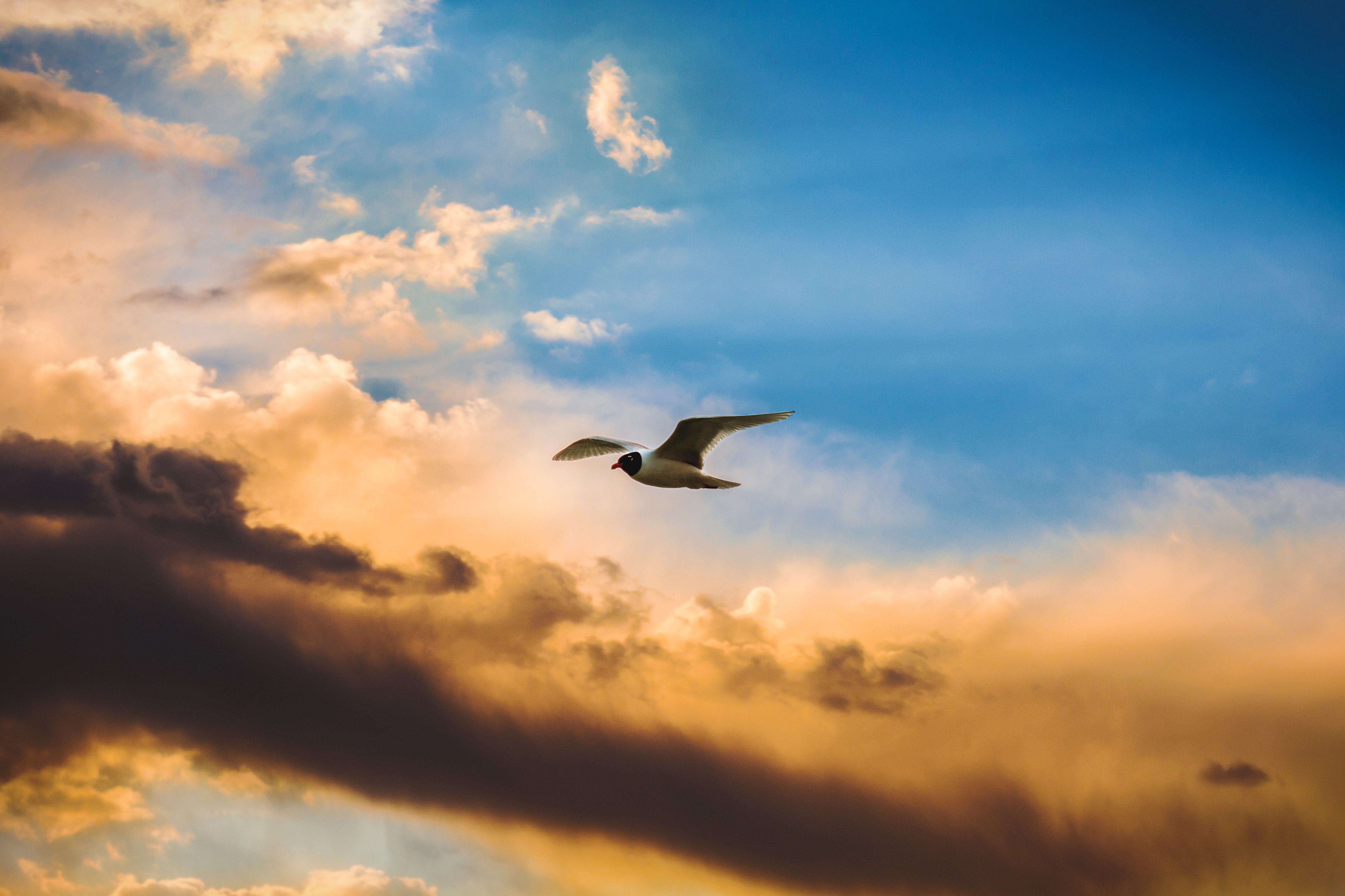 Download mobile wallpaper Clouds, Sky, Animals, Flight, Bird for free.