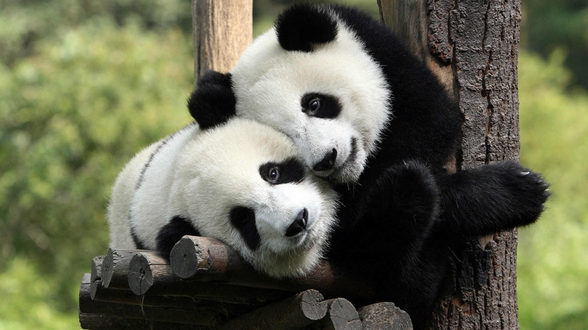 39276 baixar papel de parede pandas, animais - protetores de tela e imagens gratuitamente