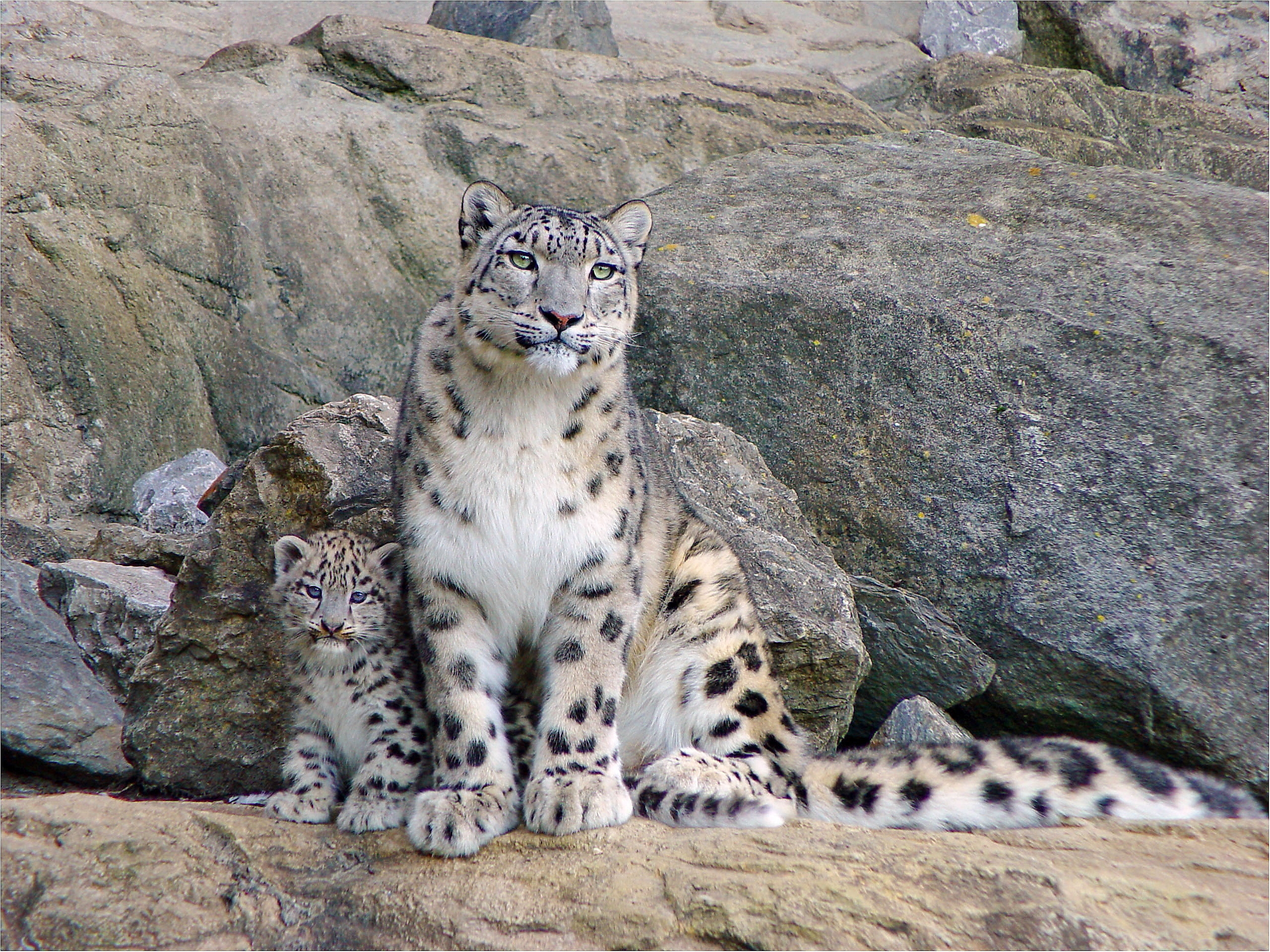 animals, pair, stones, young, couple, joey, snow leopards